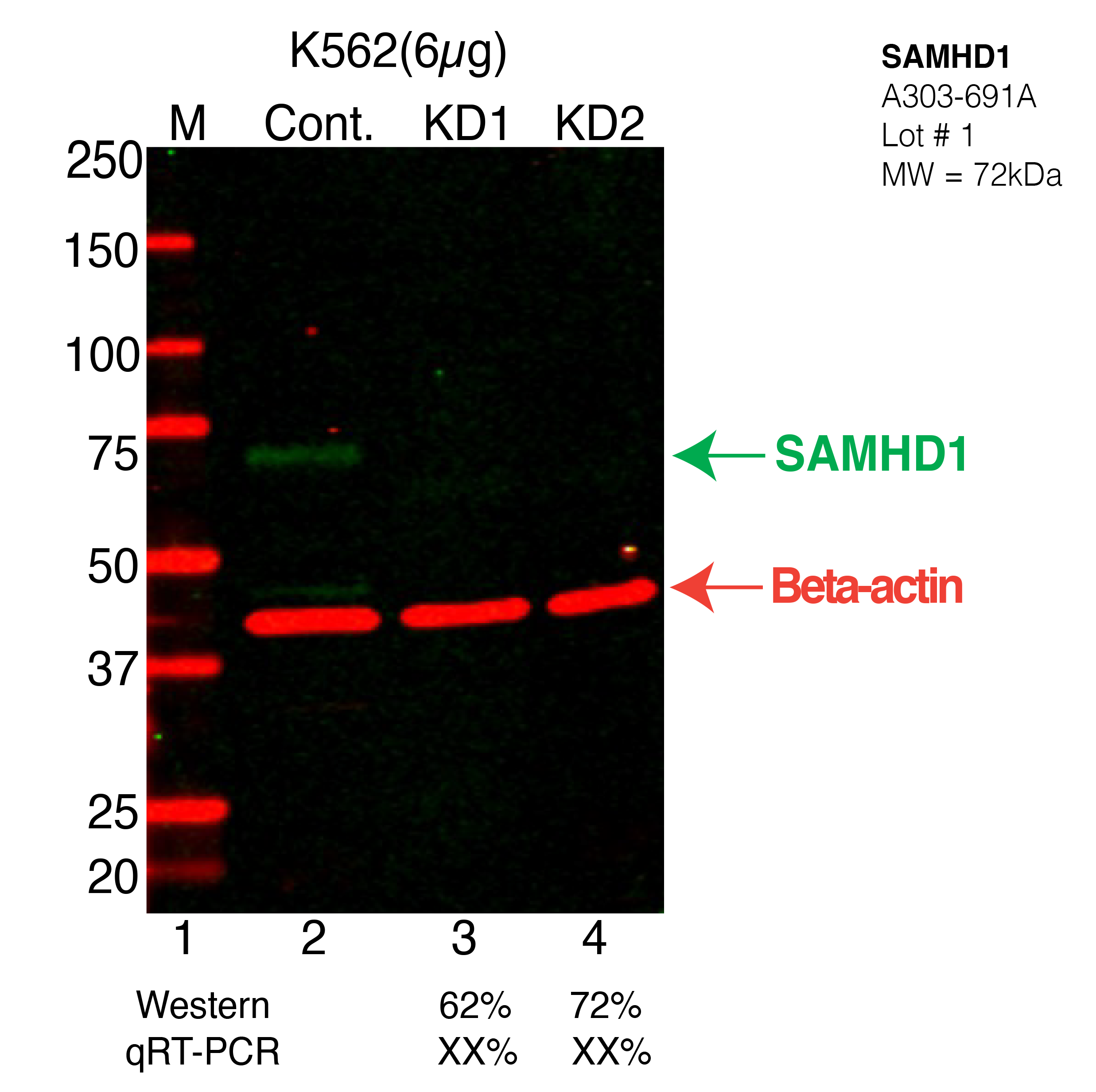 SAMHD1-K562-CRISPR-A303-691A.png<br>Caption: Western blot following CRISPR against SAMHD1 in K562 whole cell lysate using SAMHD1 specific antibody. Lane 1 is a ladder, lane 2 is K562 non-targeting control knockdown, lane 3 and 4 are two different CRISPR against SAMHD1. SAMHD1 protein appears as the green arrow, Beta-actin serves as a control and appears in red arrow.