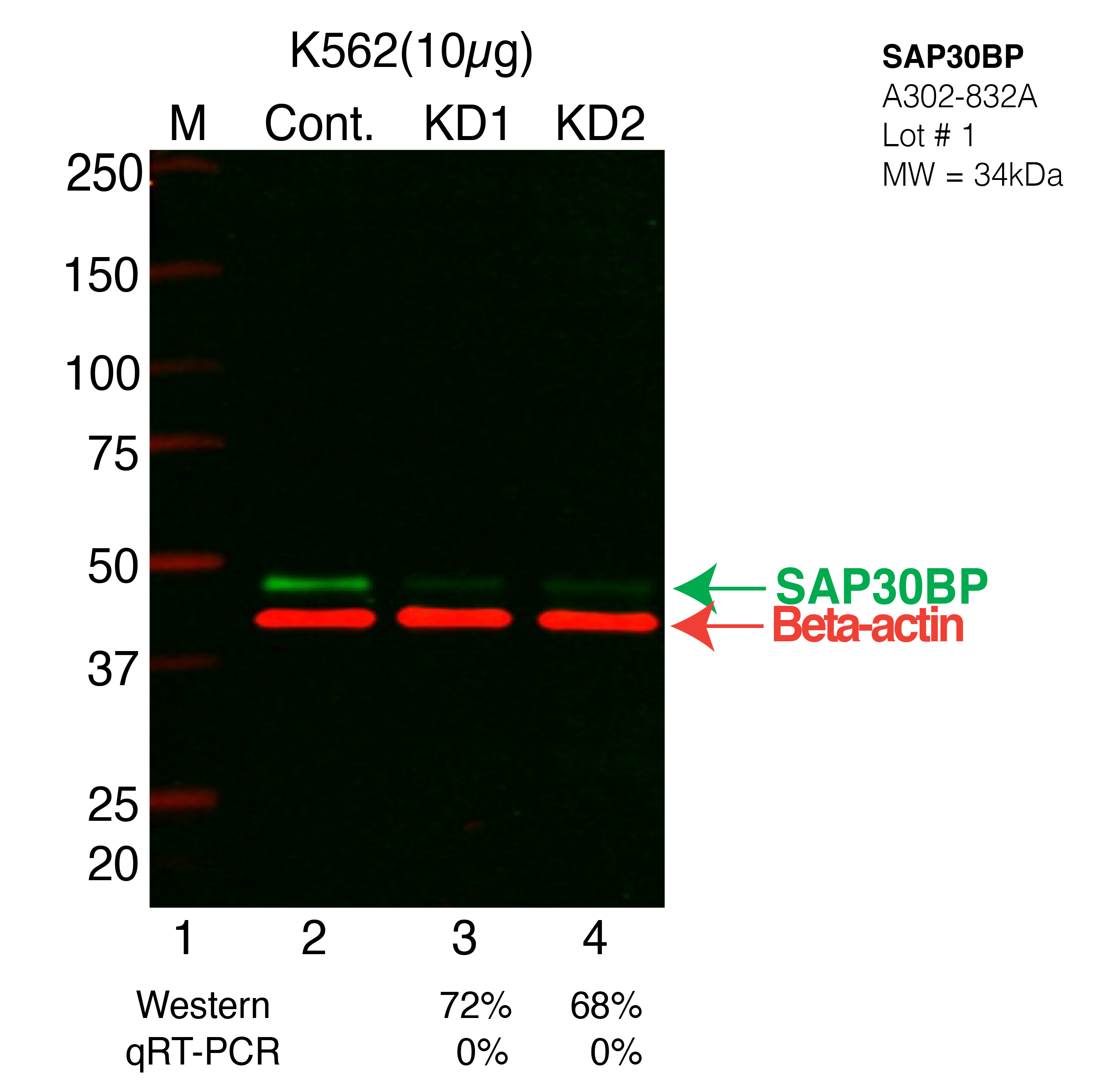 SAP30BP-K562-CRISPR-A302-832A.png<br>Caption: Western blot following CRISPR against SAP30BP in K562 whole cell lysate using SAP30BP specific antibody. Lane 1 is a ladder, lane 2 is K562 non-targeting control knockdown, lane 3 and 4 are two different CRISPR against SAP30BP. SAP30BP protein appears as the green arrow, Beta-actin serves as a control and appears in red arrow.