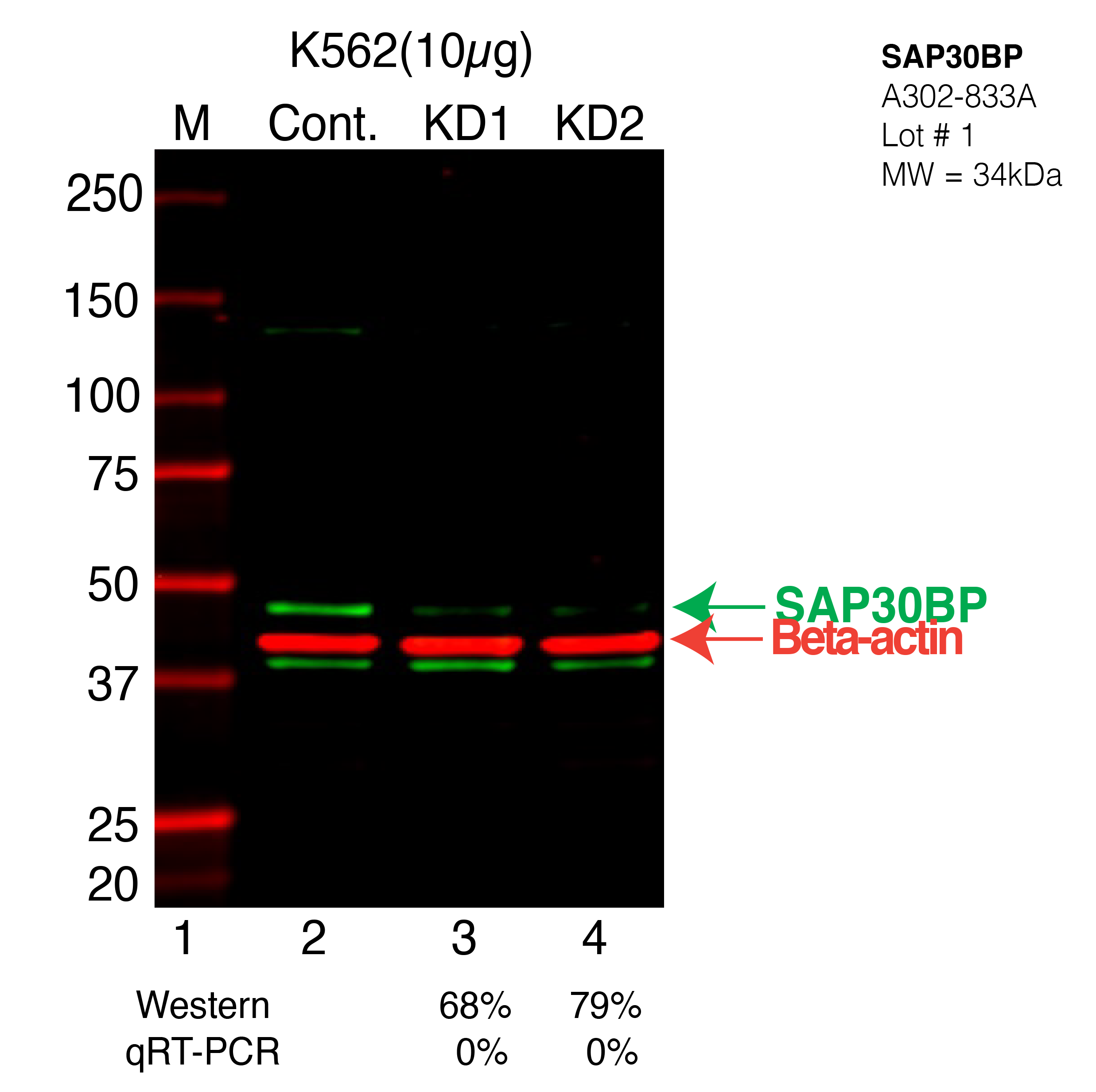 SAP30BP-K562-CRISPR-A302-833A.png<br>Caption: Western blot following CRISPR against SAP30BP in K562 whole cell lysate using SAP30BP specific antibody. Lane 1 is a ladder, lane 2 is K562 non-targeting control knockdown, lane 3 and 4 are two different CRISPR against SAP30BP. SAP30BP protein appears as the green arrow, Beta-actin serves as a control and appears in red arrow.