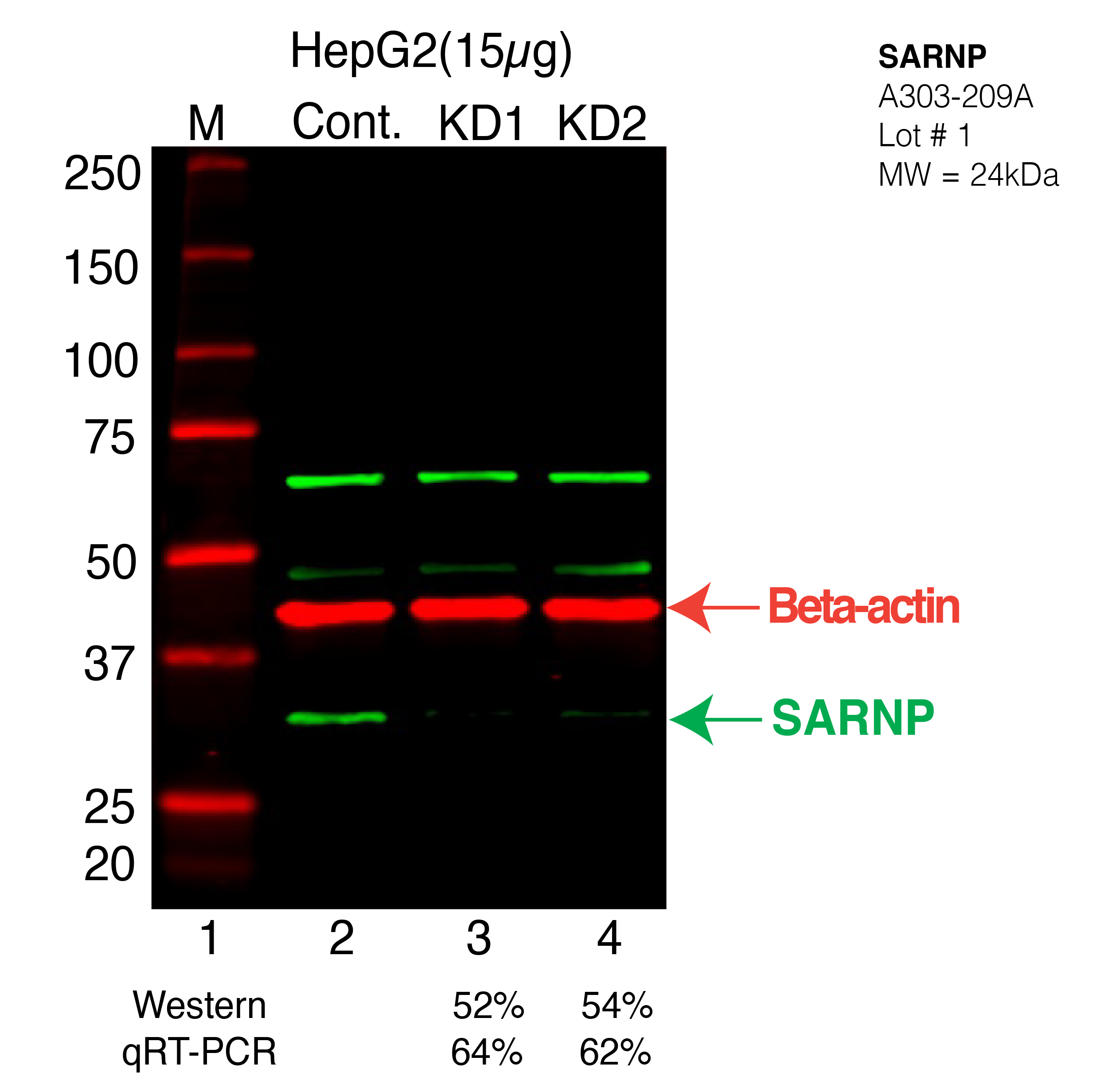 SARNP-HEPG2-CRISPR-A303-209A.png<br>Caption: Western blot following CRISPR against SARNP in HepG2 whole cell lysate using SARNP specific antibody. Lane 1 is a ladder, lane 2 is HepG2 non-targeting control knockdown, lane 3 and 4 are two different CRISPR against SARNP. SARNP protein appears as the green arrow, Beta-actin serves as a control and appears in red arrow.