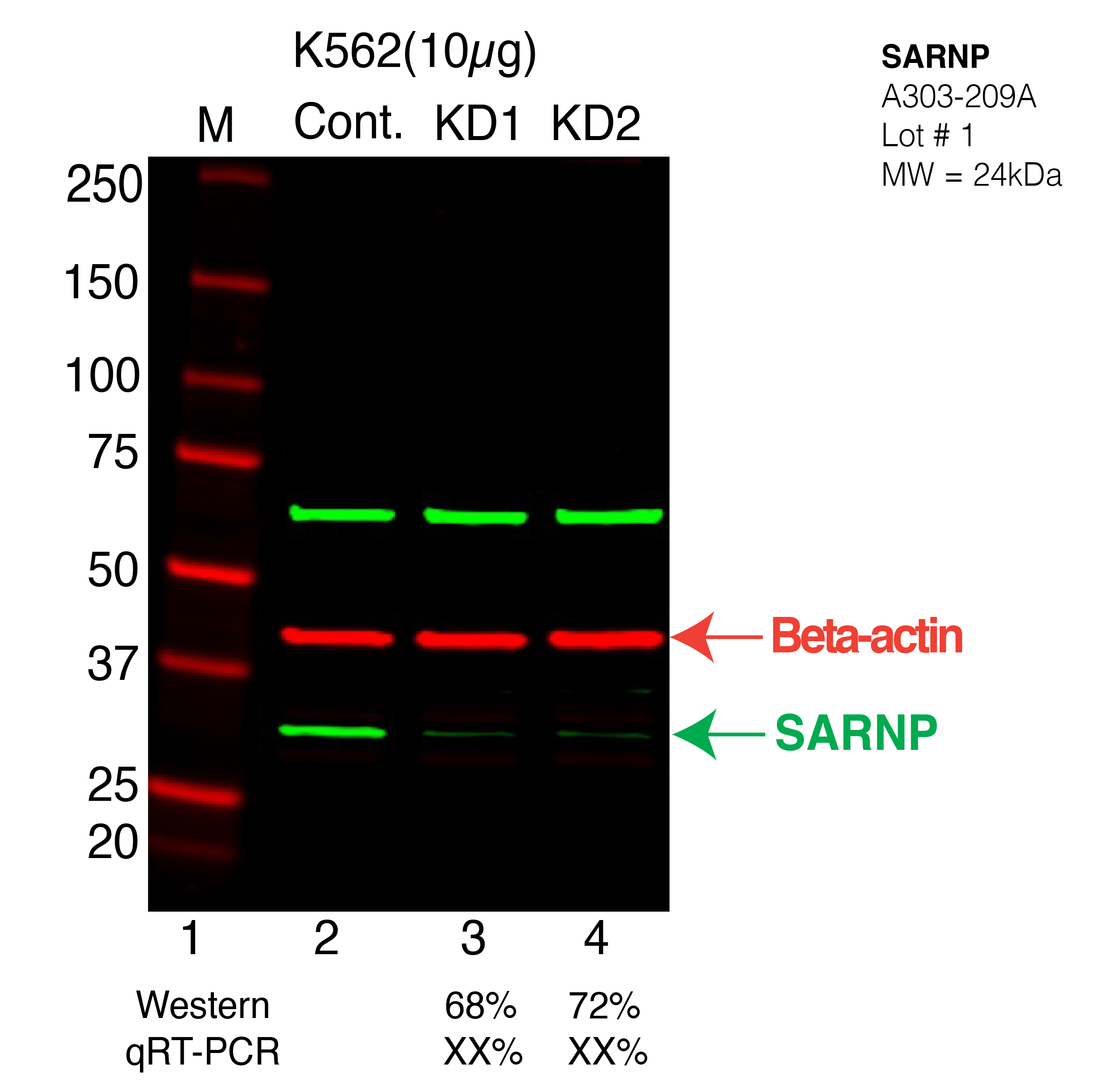 SARNP-K562-CRISPR-A303-209A.png<br>Caption: Western blot following CRISPR against SARNP in K562 whole cell lysate using SARNP specific antibody. Lane 1 is a ladder, lane 2 is K562 non-targeting control knockdown, lane 3 and 4 are two different CRISPR against SARNP. SARNP protein appears as the green arrow, Beta-actin serves as a control and appears in red arrow.