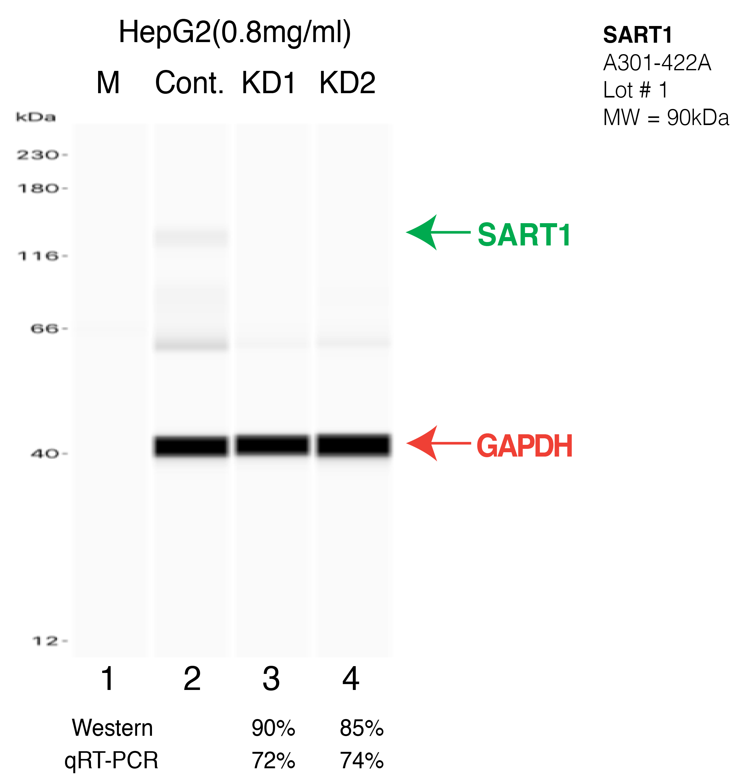 SART1-HEPG2-CRISPR-A301-422A.png<br>Caption: Western blot following CRISPR against SART1 in HepG2 whole cell lysate using SART1 specific antibody. Lane 1 is a ladder, lane 2 is HepG2 non-targeting control knockdown, lane 3 and 4 are two different CRISPR against SART1. SART1 protein appears as the green arrow, GAPDH serves as a control and appears in red arrow.