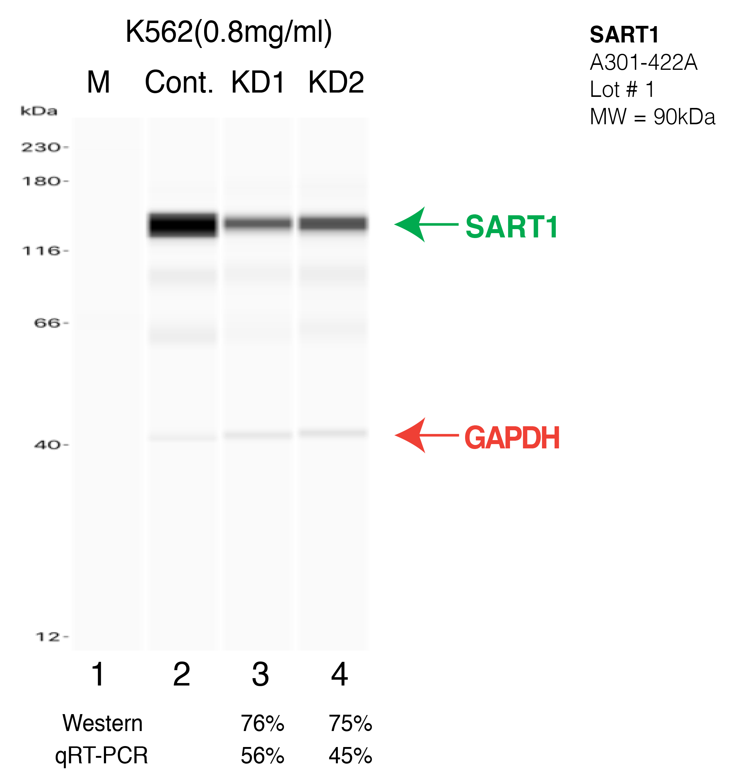 SART1-K562-CRISPR-A301-422A.png<br>Caption: Western blot following CRISPR against SART1 in K562 whole cell lysate using SART1 specific antibody. Lane 1 is a ladder, lane 2 is K562 non-targeting control knockdown, lane 3 and 4 are two different CRISPR against SART1. SART1 protein appears as the green arrow, GAPDH serves as a control and appears in red arrow.