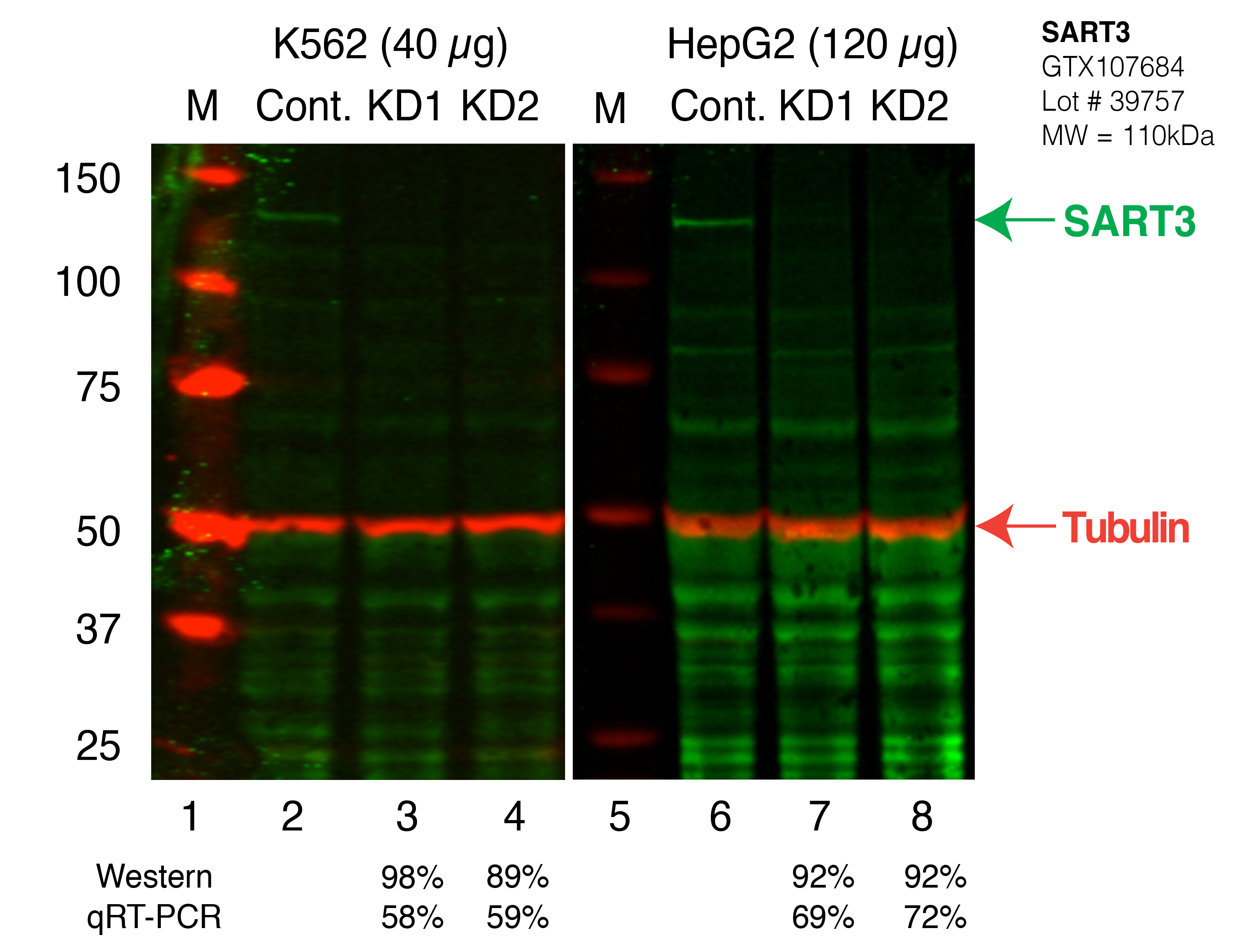 SART3_Secondary_Western.png<br>Caption: Western blot following shRNA against SART3 in K562 and HepG2 whole cell lysate using SART3 specific antibody. Lane 1 is a ladder, lane 2 is K562 non-targeting control knockdown, lane 3 and 4 are two different shRNAs against SART3. Lanes 5-8 follow the same pattern, but in HepG2. SART3 protein appears as the green band, Tubulin serves as a control and appears in red.