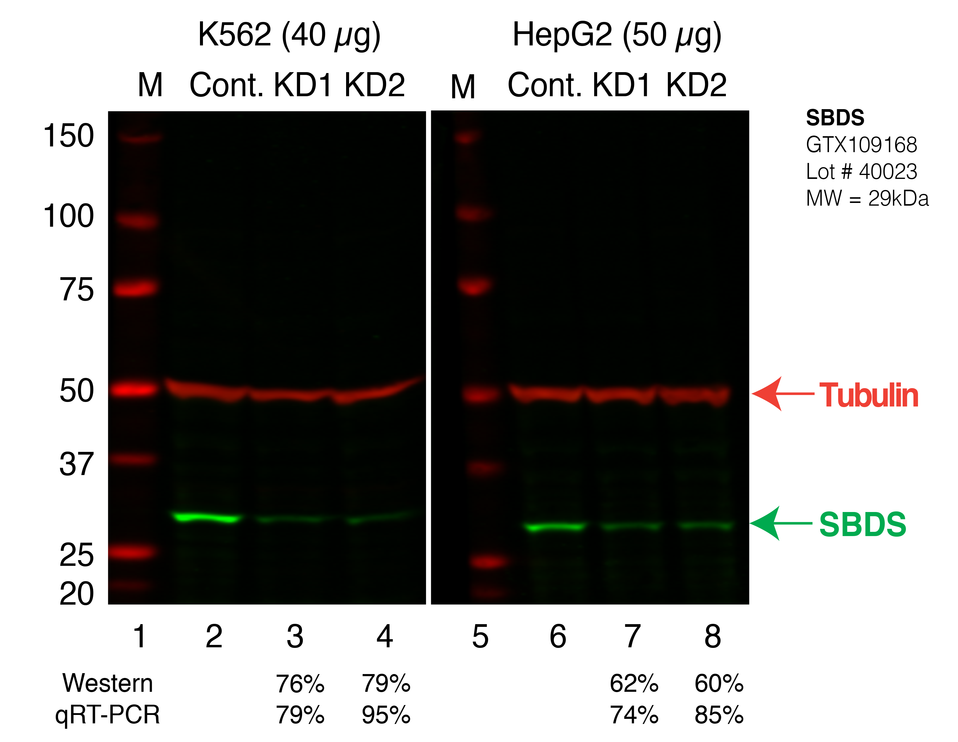 SBDS_Secondary_Western.png<br>Caption: Western blot following shRNA against SBDS in K562 and HepG2 whole cell lysate using SBDS specific antibody. Lane 1 is a ladder, lane 2 is K562 non-targeting control knockdown, lane 3 and 4 are two different shRNAs against SBDS. Lanes 5-8 follow the same pattern, but in HepG2. SBDS protein appears as the green band, Tubulin serves as a control and appears in red.