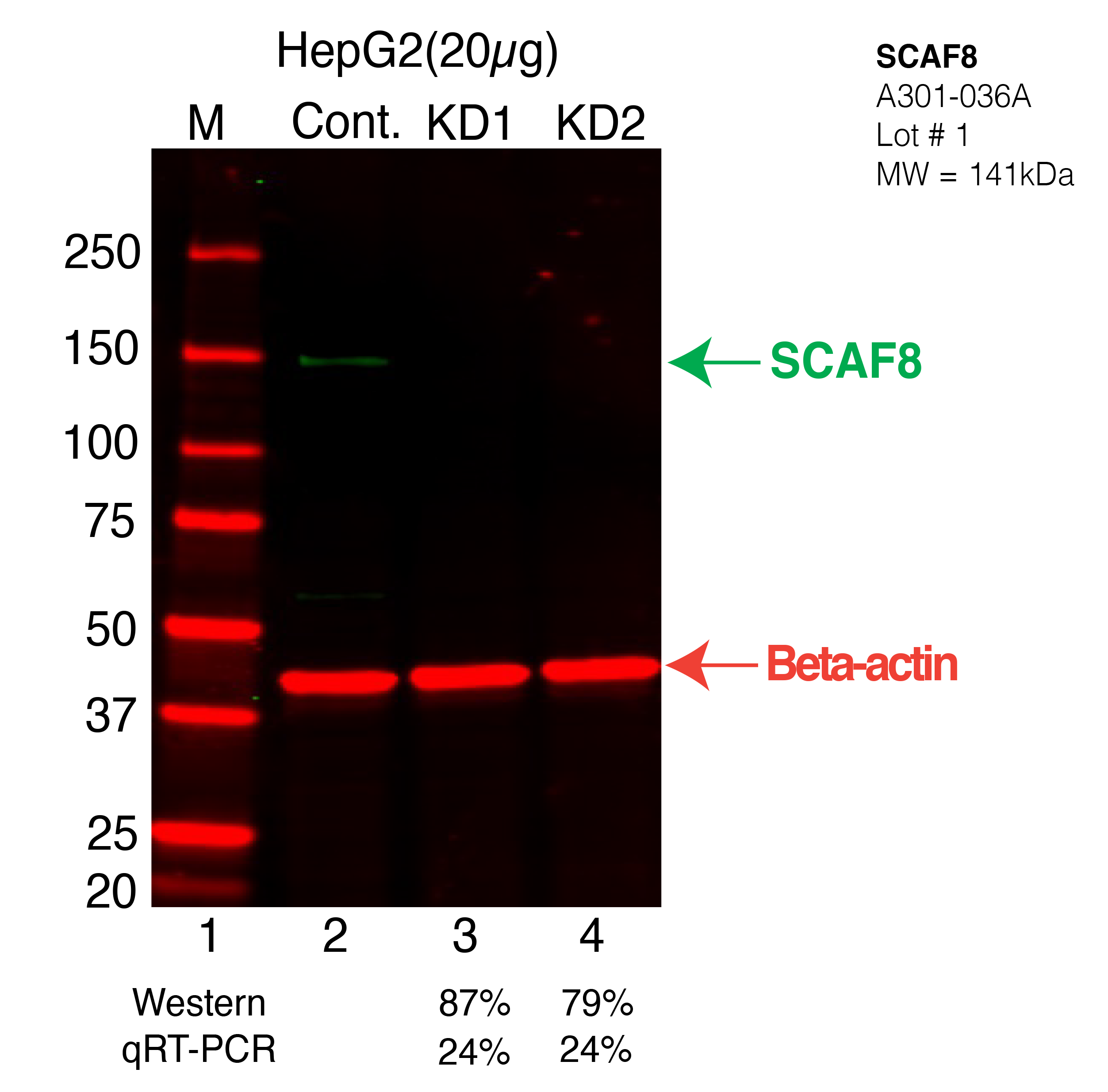 SCAF8-HEPG2-CRISPR-A301-036A.png<br>Caption: Western blot following CRISPR against SCAF8 in HepG2 whole cell lysate using SCAF8 specific antibody. Lane 1 is a ladder, lane 2 is HepG2 non-targeting control knockdown, lane 3 and 4 are two different CRISPR against SCAF8. SCAF8 protein appears as the green arrow, Beta-actin serves as a control and appears in red arrow.