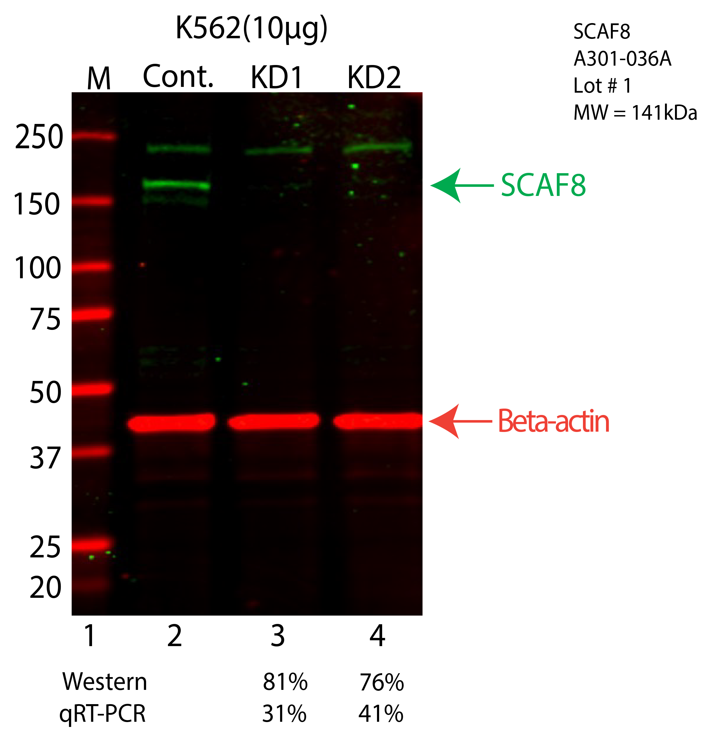 SCAF8-K562-CRISPR-A301-036A.png<br>Caption: Western blot following CRISPR against SCAF8 in K562 whole cell lysate using SCAF8 specific antibody. Lane 1 is a ladder, lane 2 is K562 non-targeting control knockdown, lane 3 and 4 are two different CRISPR against SCAF8. SCAF8 protein appears as the green arrow, Beta-actin serves as a control and appears in red arrow.