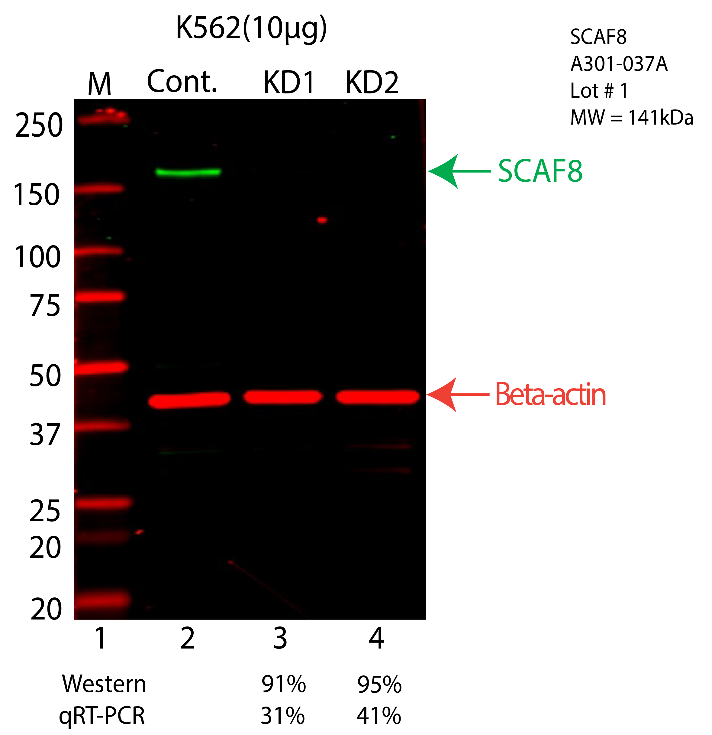 SCAF8-K562-CRISPR-A301-037A.png<br>Caption: Western blot following CRISPR against SCAF8 in K562 whole cell lysate using SCAF8 specific antibody. Lane 1 is a ladder, lane 2 is K562 non-targeting control knockdown, lane 3 and 4 are two different CRISPR against SCAF8. SCAF8 protein appears as the green arrow, Beta-actin serves as a control and appears in red arrow.