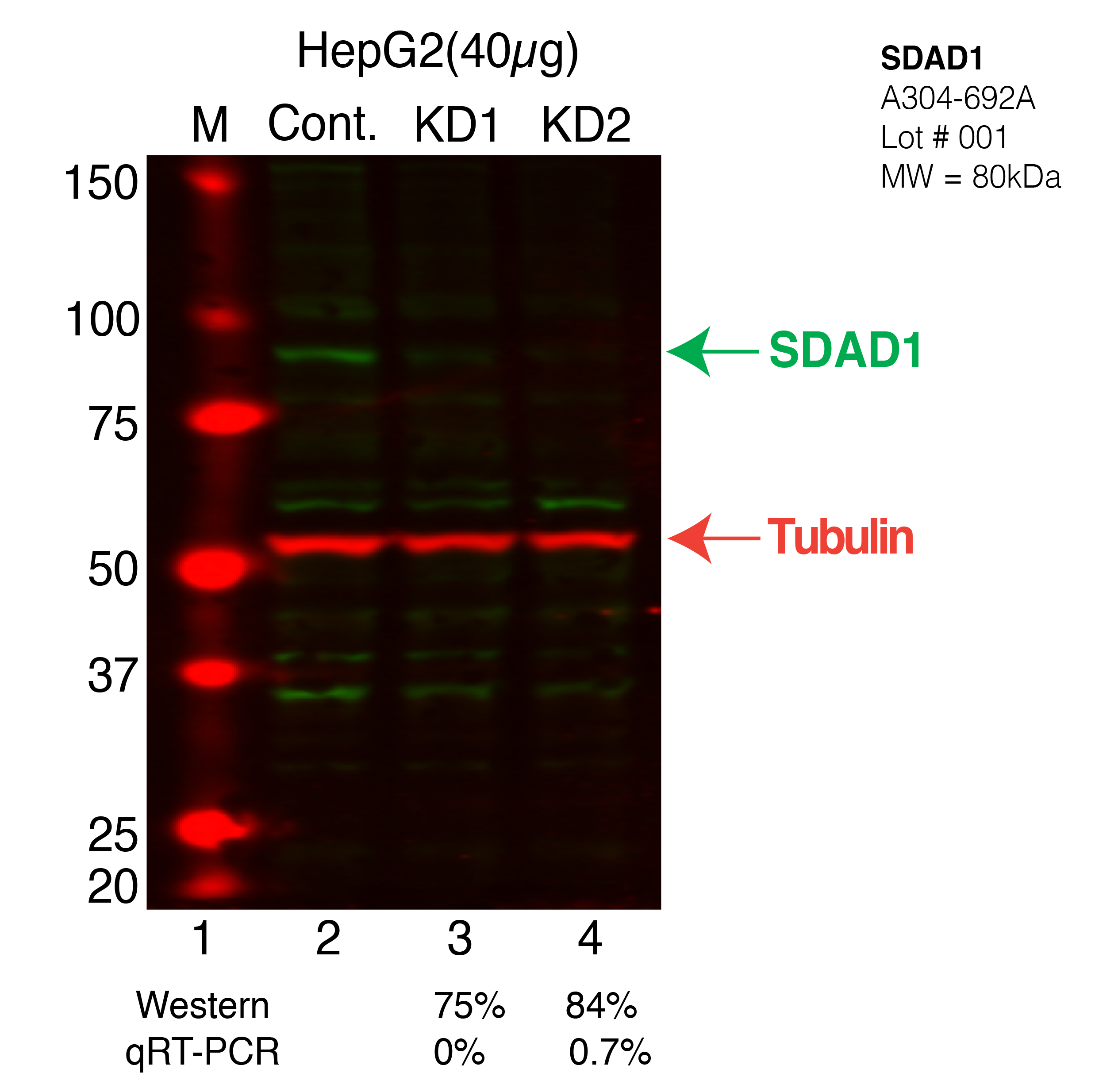 SDAD1-CRISPR-HEPG2.png<br>Caption: Western blot following CRISPR against SDAD1 in HepG2 whole cell lysate using SDAD1 specific antibody. Lane 1 is a ladder, lane 2 is HepG2 non-targeting control knockdown, lane 3 and 4 are two different CRISPR against SDAD1. SDAD1 protein appears as the green arrow, Tubulin serves as a control and appears in red arrow.