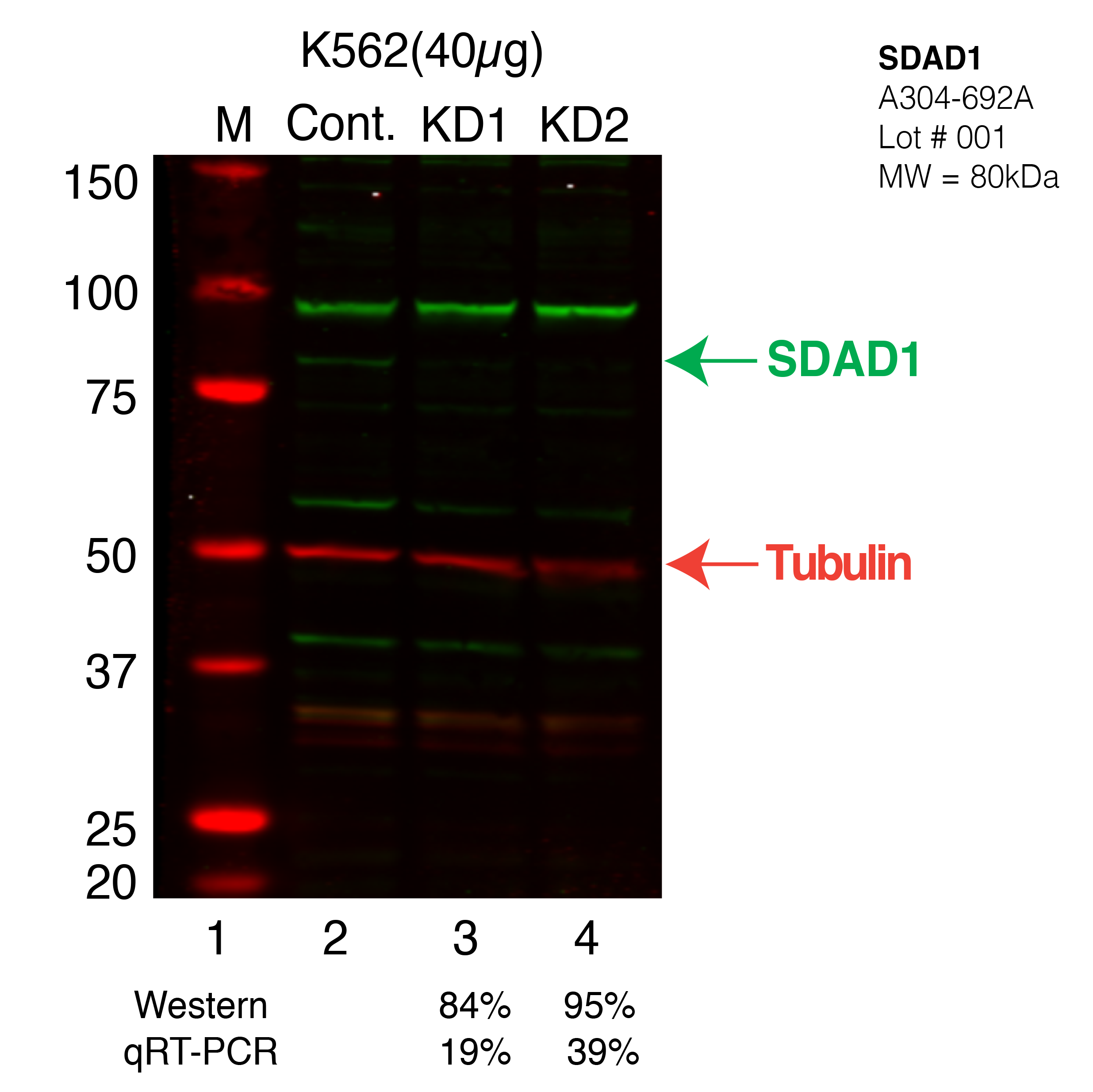 SDAD1-CRISPR-K562.png<br>Caption: Western blot following CRISPR against SDAD1 in K562 whole cell lysate using SDAD1 specific antibody. Lane 1 is a ladder, lane 2 is K562 non-targeting control knockdown, lane 3 and 4 are two different CRISPR against SDAD1. SDAD1 protein appears as the green arrow, Tubulin serves as a control and appears in red arrow.