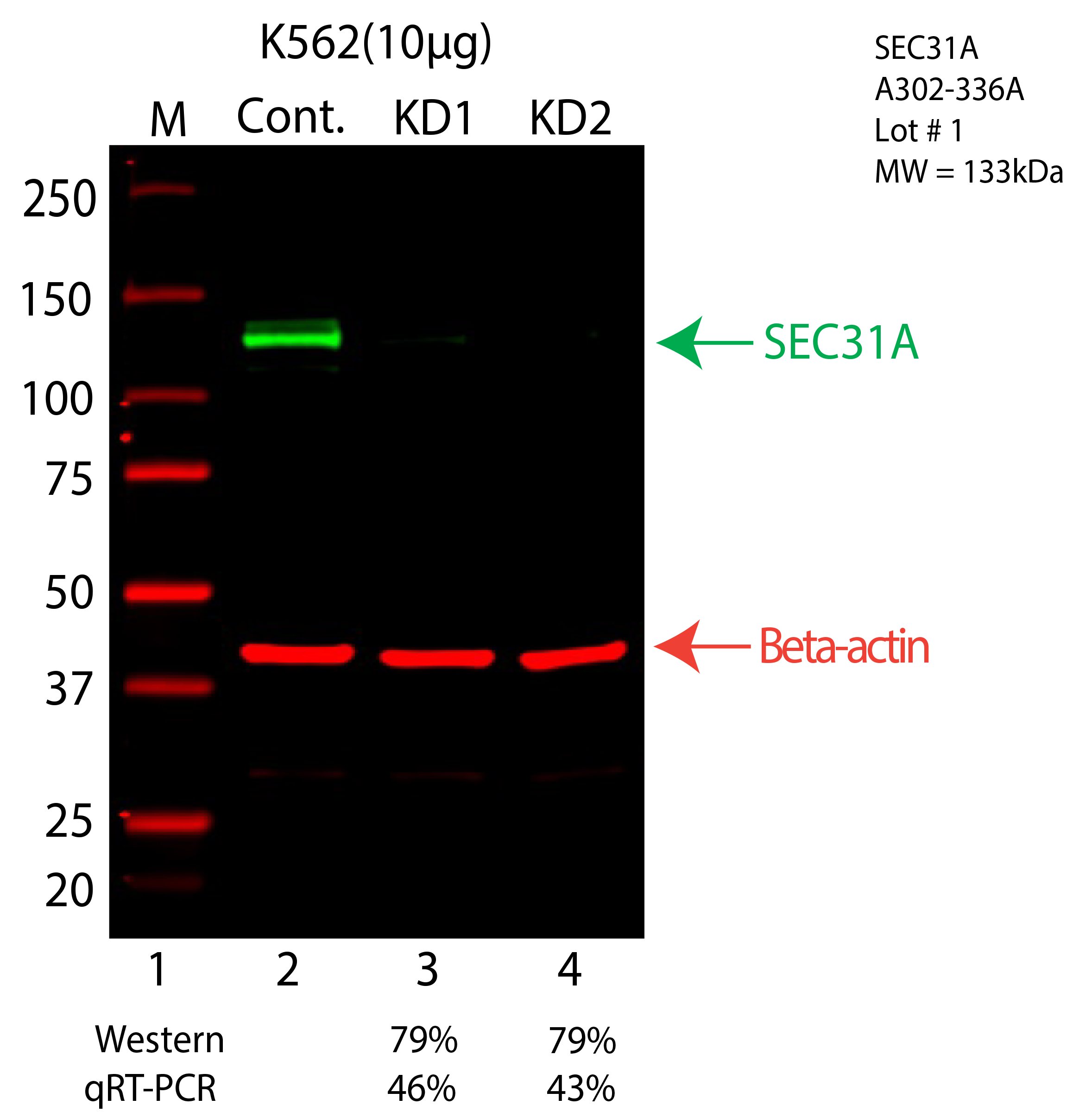 SEC31A-K562-CRISPR-A302-336A.png<br>Caption: Western blot following CRISPR against SEC31A in K562 whole cell lysate using SEC31A specific antibody. Lane 1 is a ladder, lane 2 is K562 non-targeting control knockdown, lane 3 and 4 are two different CRISPR against SEC31A. SEC31A protein appears as the green arrow, Beta-actin serves as a control and appears in red arrow.