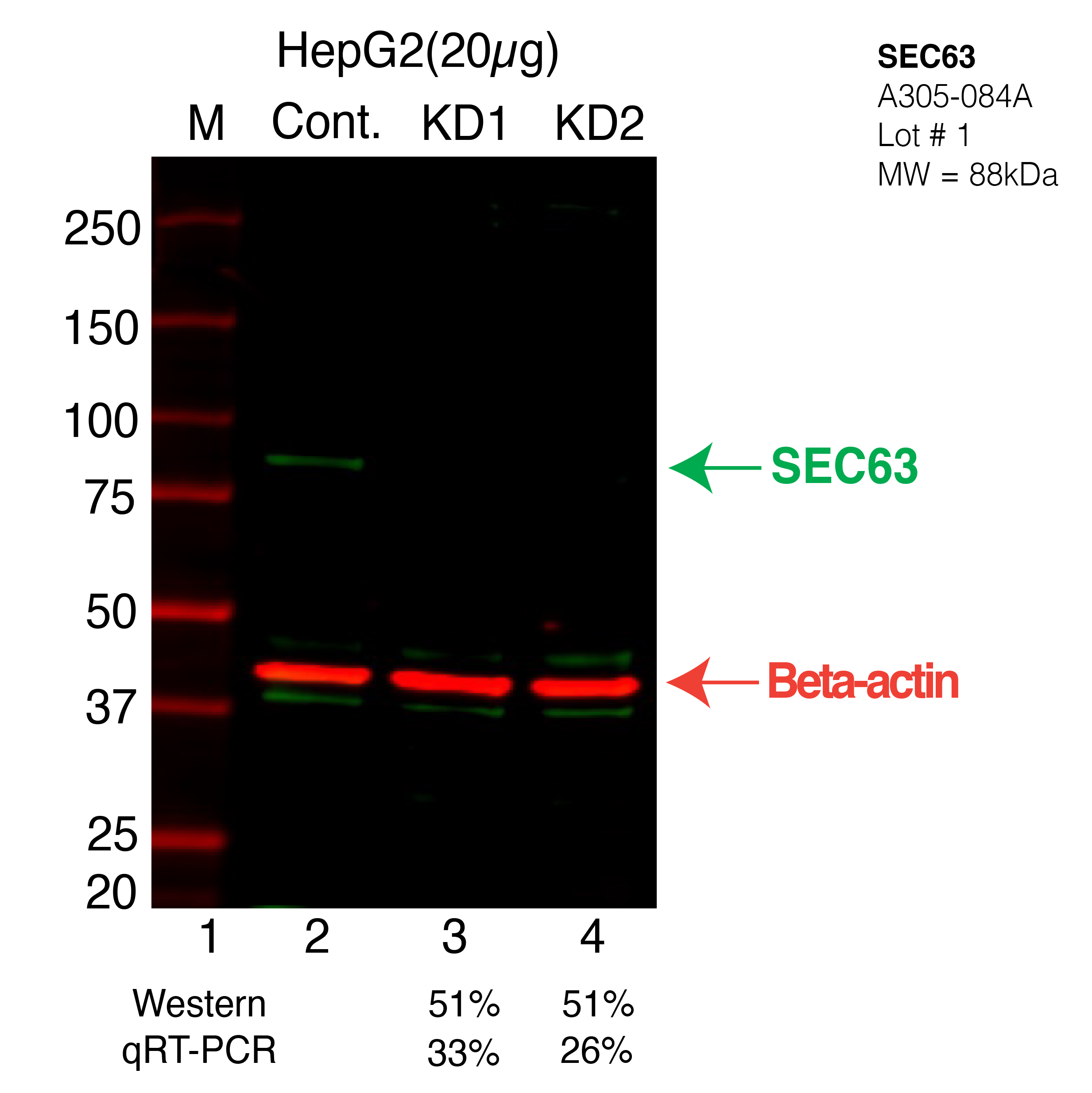 SEC63-HEPG2-CRISPR-A305-084A.png<br>Caption: Western blot following CRISPR against SEC63 in HepG2 whole cell lysate using SEC63 specific antibody. Lane 1 is a ladder, lane 2 is HepG2 non-targeting control knockdown, lane 3 and 4 are two different CRISPR against SEC63. SEC63 protein appears as the green arrow, Beta-actin serves as a control and appears in red arrow.