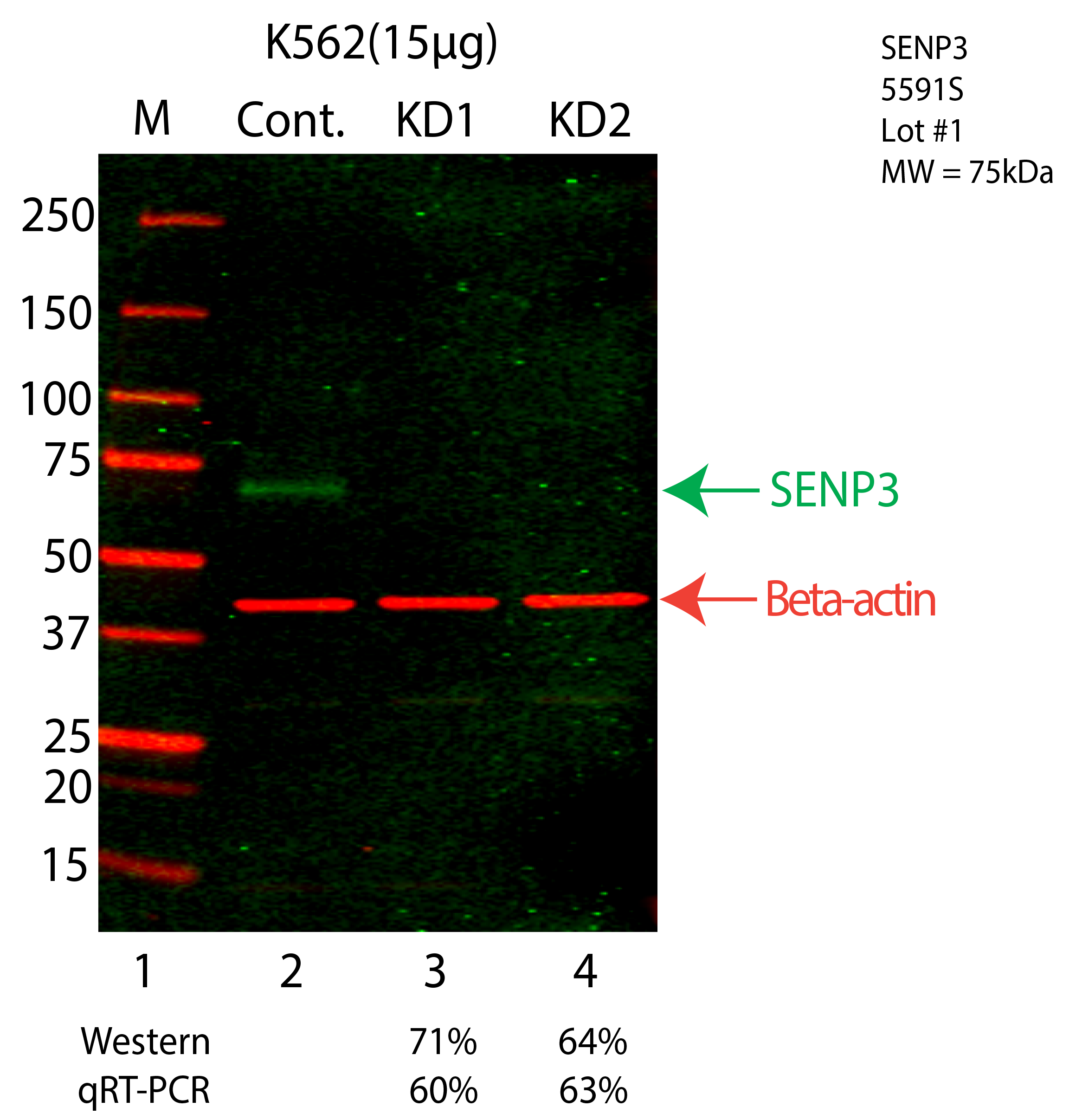 SENP3-K562-CRISPR-5591S.png<br>Caption: Western blot following CRISPR against SENP3 in K562 whole cell lysate using SENP3 specific antibody. Lane 1 is a ladder, lane 2 is K562 non-targeting control knockdown, lane 3 and 4 are two different CRISPR against SENP3. SENP3 protein appears as the green arrow, Beta-actin serves as a control and appears in red arrow.