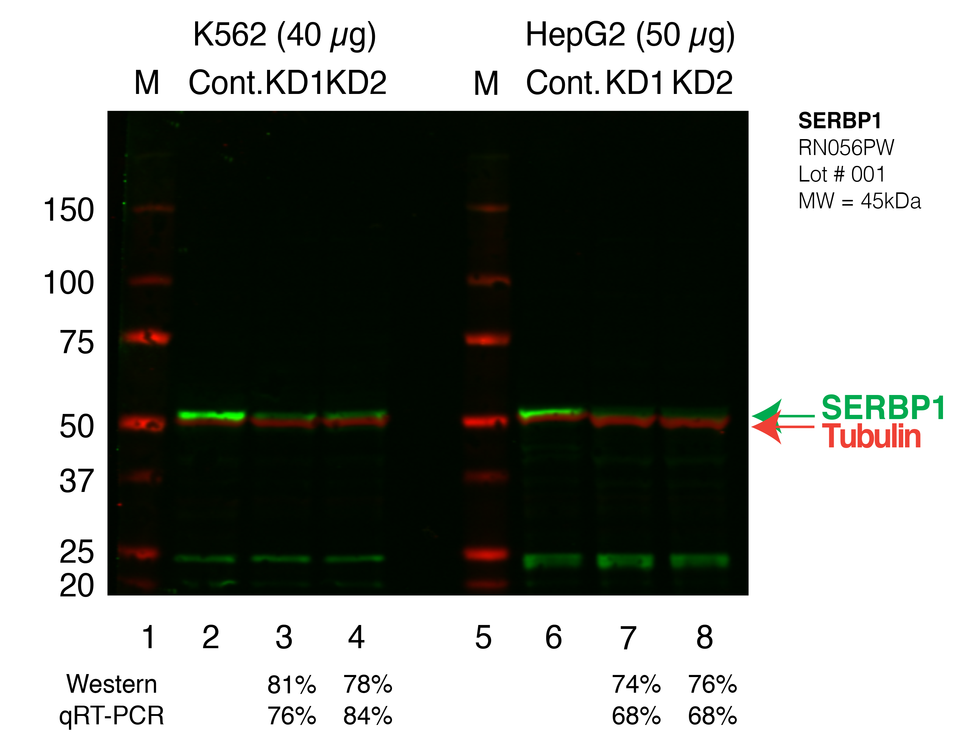 SERBP1_Secondary_Western.png<br>Caption: Western blot following shRNA against SERBP1 in K562 and HepG2 whole cell lysate using SERBP1 specific antibody. Lane 1 is a ladder, lane 2 is K562 non-targeting control knockdown, lane 3 and 4 are two different shRNAs against SERBP1. Lanes 5-8 follow the same pattern, but in HepG2. SERBP1 protein appears as the green band, Tubulin serves as a control and appears in red.