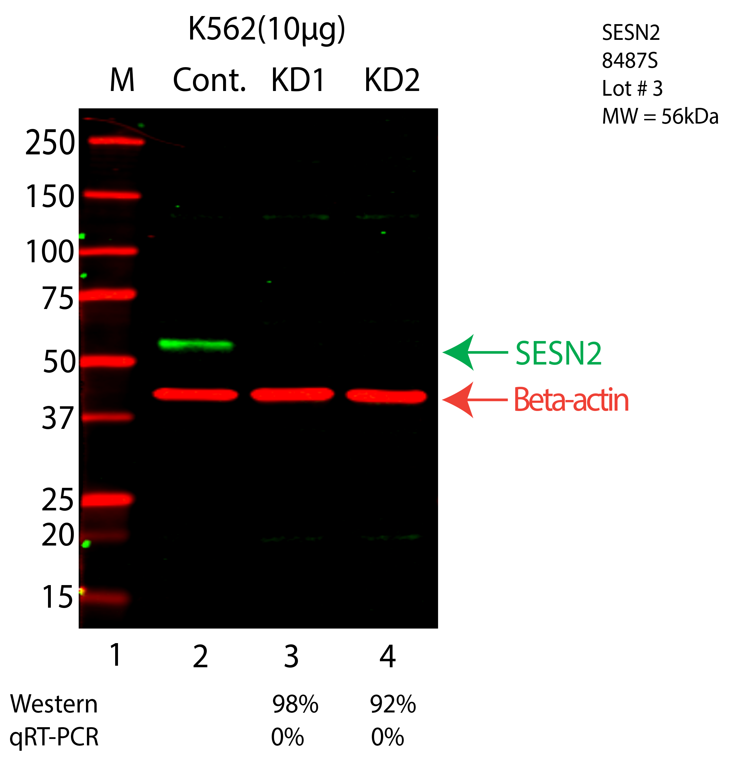 SESN2-K562-CRISPR-8487S.png<br>Caption: Western blot following CRISPR against SESN2 in K562 whole cell lysate using SESN2 specific antibody. Lane 1 is a ladder, lane 2 is K562 non-targeting control knockdown, lane 3 and 4 are two different CRISPR against SESN2. SESN2 protein appears as the green arrow, Beta-actin serves as a control and appears in red arrow.