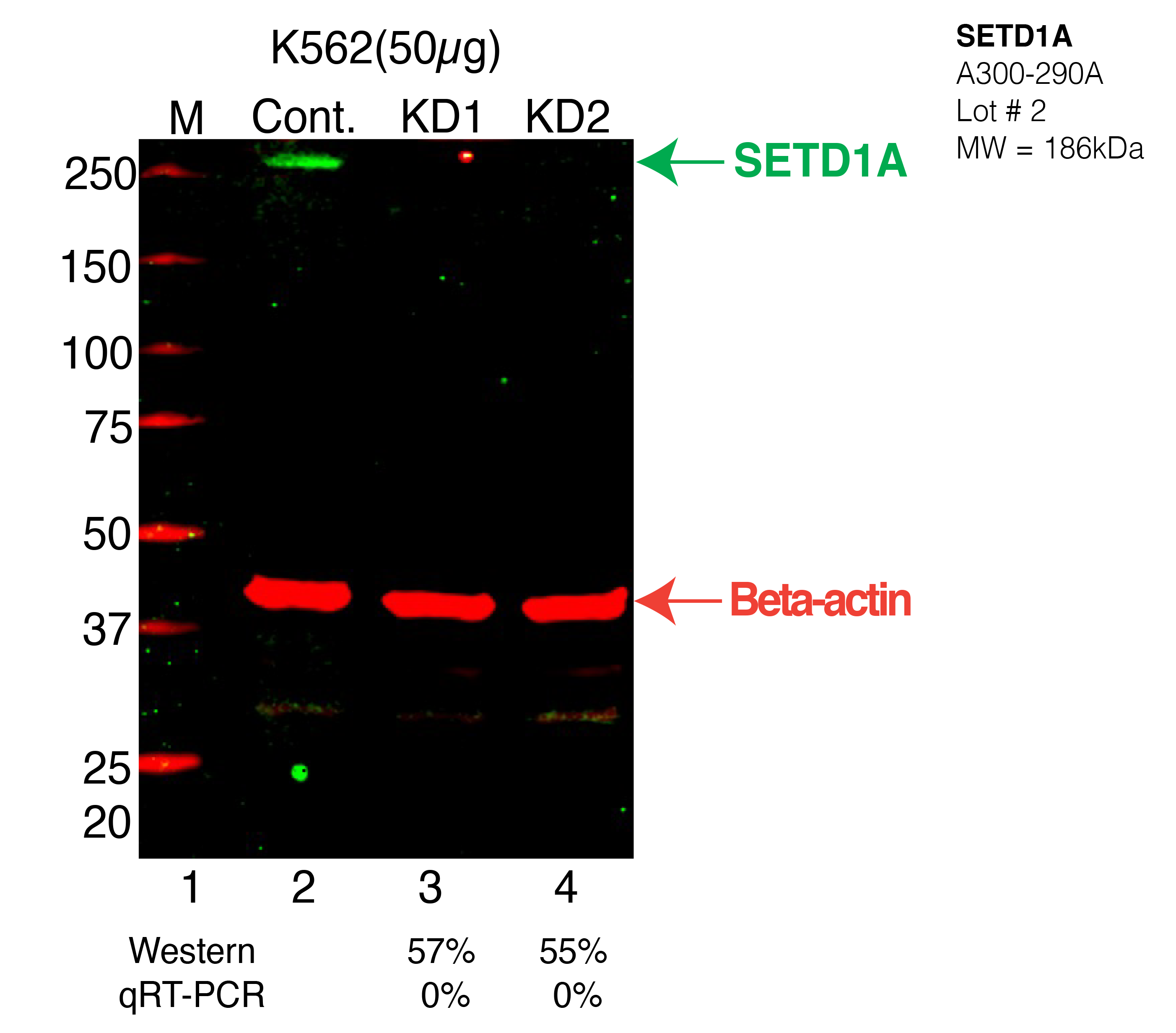 SETD1A-K562-CRISPR-A300-290A.png<br>Caption: Western blot following CRISPR against SETD1A in K562 whole cell lysate using SETD1A specific antibody. Lane 1 is a ladder, lane 2 is K562 non-targeting control knockdown, lane 3 and 4 are two different CRISPR against SETD1A. SETD1A protein appears as the green arrow, Beta-actin serves as a control and appears in red arrow.