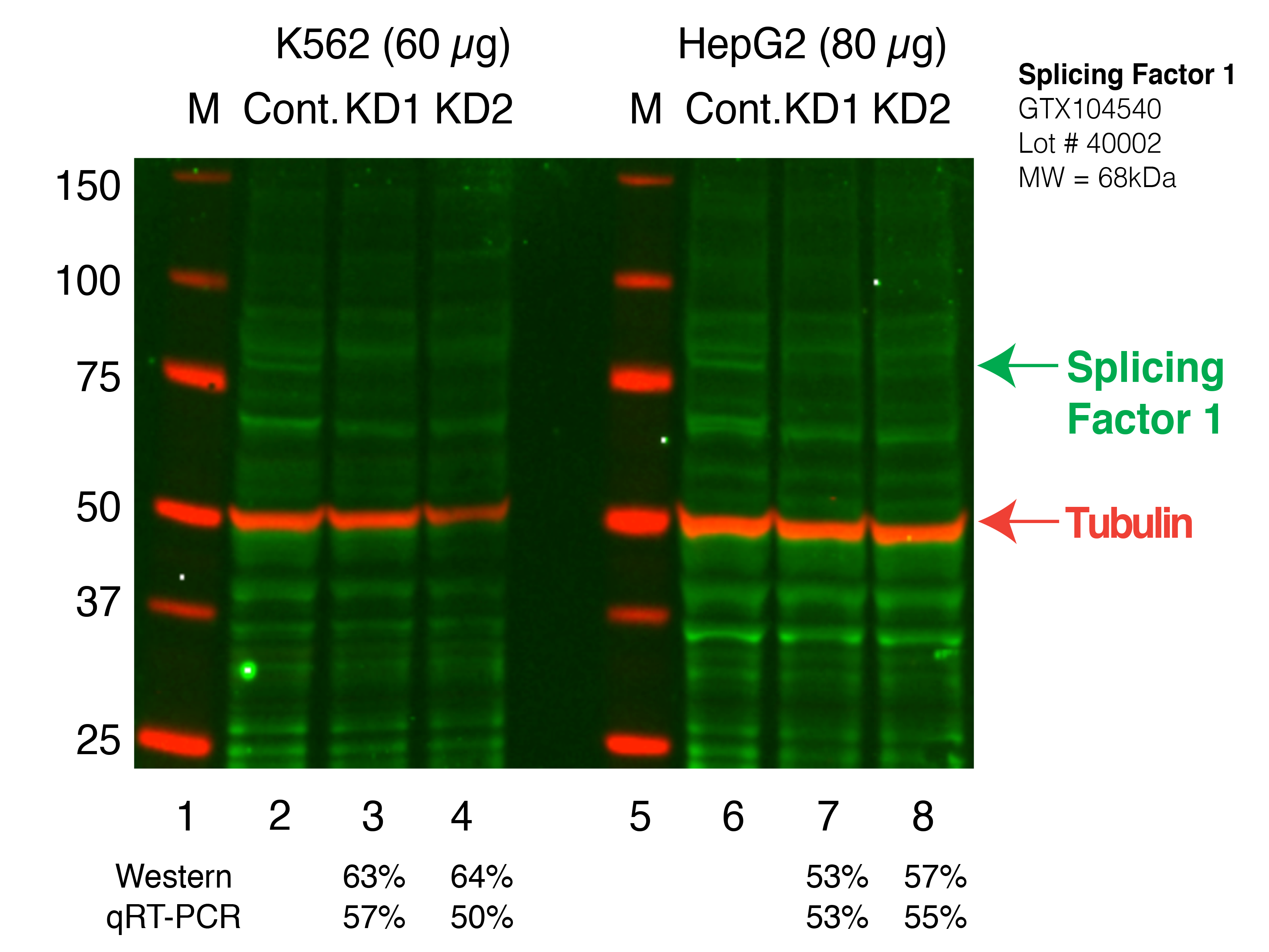 SF1_Secondary_Western.png<br>Caption: Western blot following shRNA against SF1 in K562 and HepG2 whole cell lysate using SF1 specific antibody. Lane 1 is a ladder, lane 2 is K562 non-targeting control knockdown, lane 3 and 4 are two different shRNAs against SF1. Lanes 5-8 follow the same pattern, but in HepG2. SF1 protein appears as the green band, Tubulin serves as a control and appears in red.