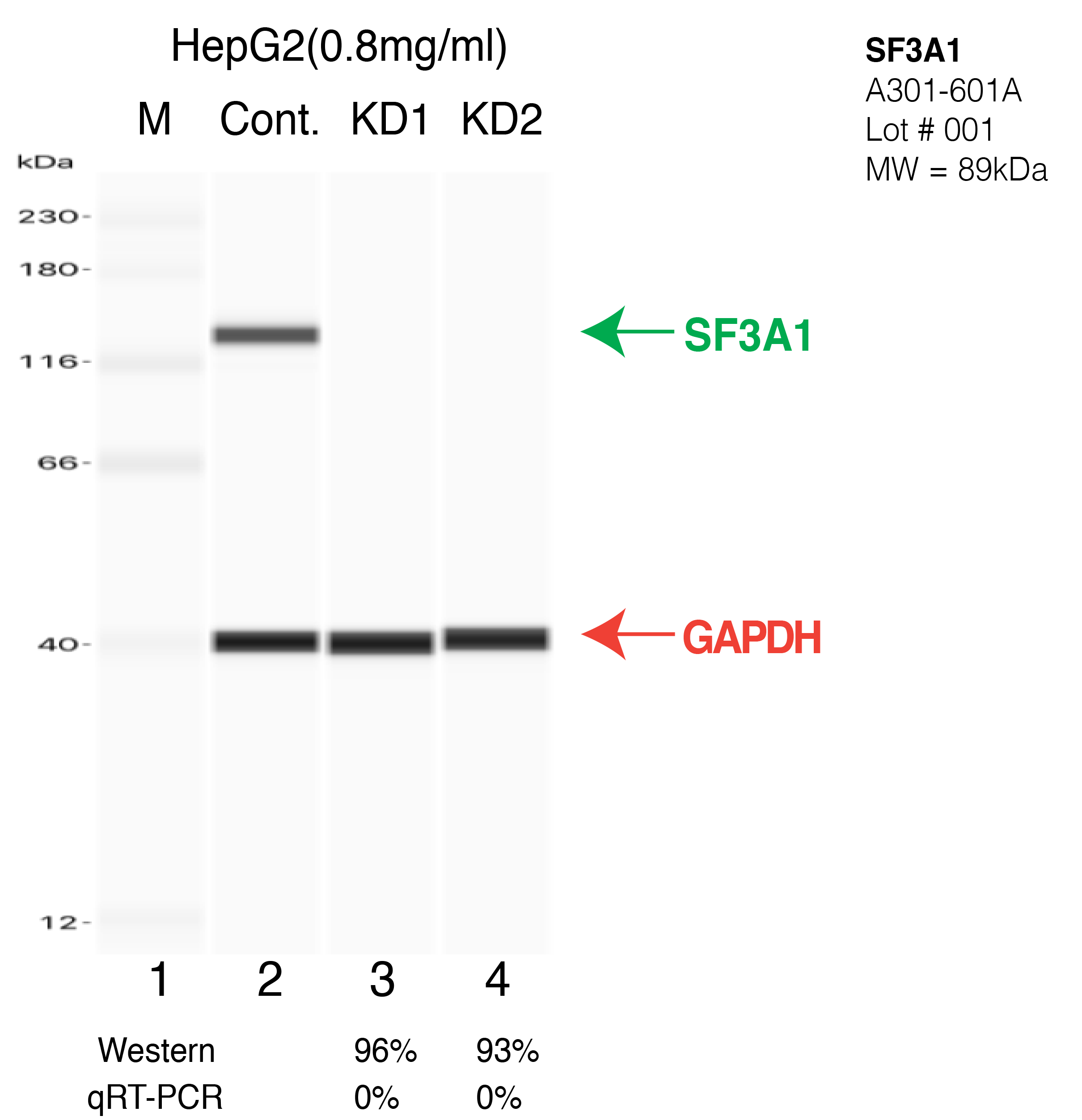 SF3A1-HEPG2-CRISPR-A301-601A.png<br>Caption: Western blot following CRISPR against SF3A1 in HepG2 whole cell lysate using SF3A1 specific antibody. Lane 1 is a ladder, lane 2 is HepG2 non-targeting control knockdown, lane 3 and 4 are two different CRISPR against SF3A1. SF3A1 protein appears as the green arrow, GAPDH serves as a control and appears in red arrow.