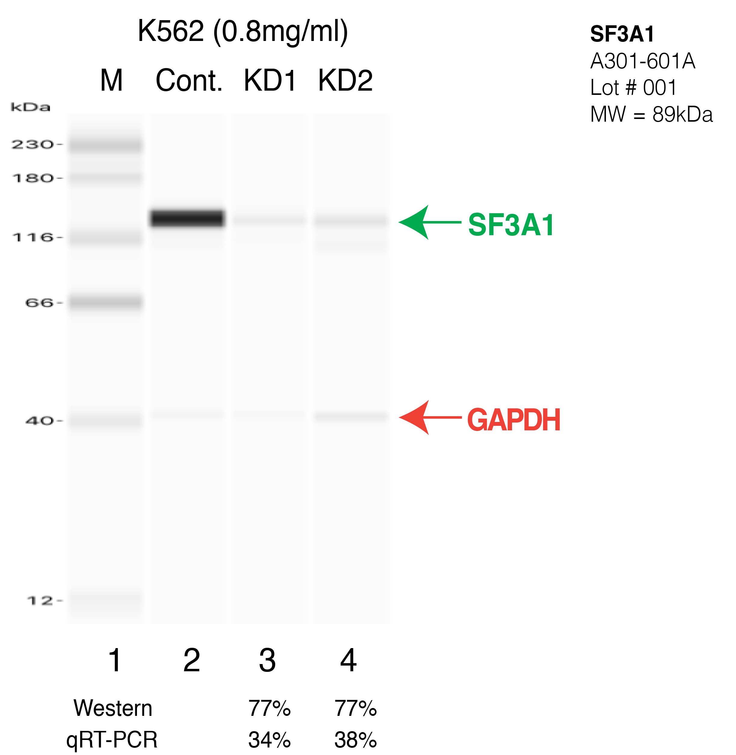 SF3A1-K562-CRISPR-A301-601A.png<br>Caption: Western blot following CRISPR against SF3A1 in K562 whole cell lysate using SF3A1 specific antibody. Lane 1 is a ladder, lane 2 is K562 non-targeting control knockdown, lane 3 and 4 are two different CRISPR against SF3A1. SF3A1 protein appears as the green arrow, GAPDH serves as a control and appears in red arrow.