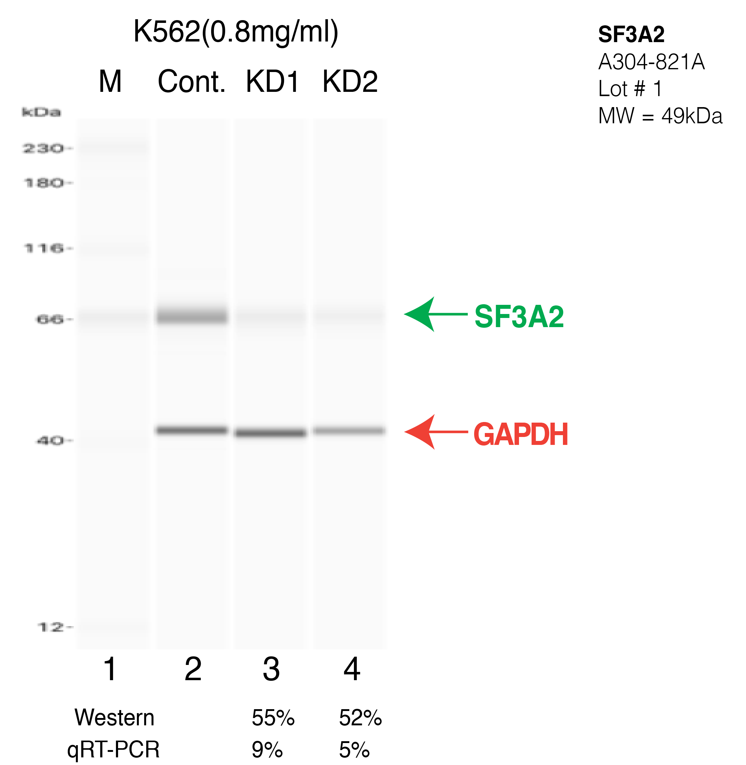 SF3A2-HEPG2-CRISPR-A304-821A.png<br>Caption: Western blot following CRISPR against SF3A2 in HepG2 whole cell lysate using SF3A2 specific antibody. Lane 1 is a ladder, lane 2 is HepG2 non-targeting control knockdown, lane 3 and 4 are two different CRISPR against SF3A2. SF3A2 protein appears as the green arrow, GAPDH serves as a control and appears in red arrow.