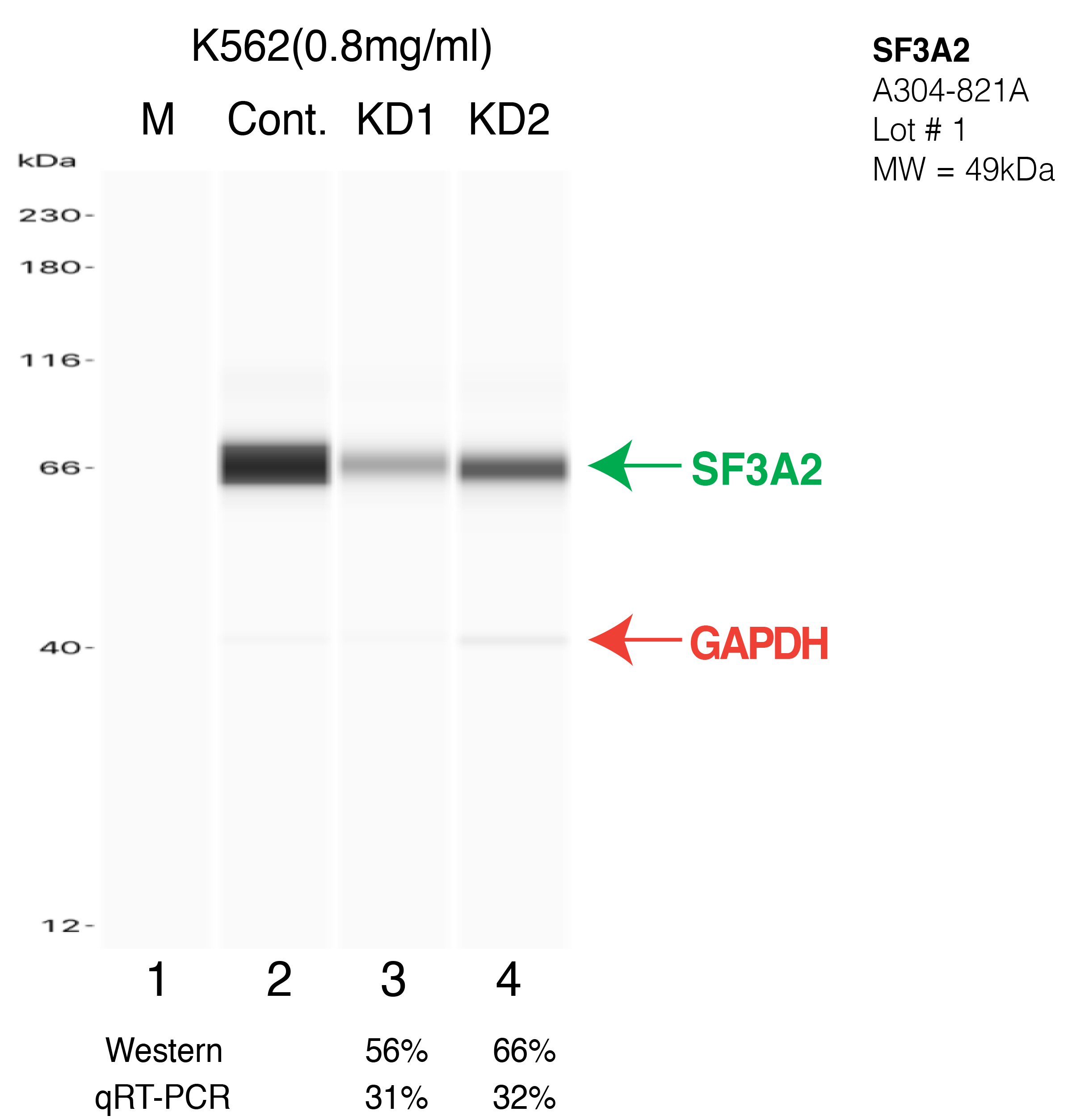 SF3A2-K562-CRISPR-A304-821A.png<br>Caption: Western blot following CRISPR against SF3A2 in K562 whole cell lysate using SF3A2 specific antibody. Lane 1 is a ladder, lane 2 is K562 non-targeting control knockdown, lane 3 and 4 are two different CRISPR against SF3A2. SF3A2 protein appears as the green arrow, GAPDH serves as a control and appears in red arrow.