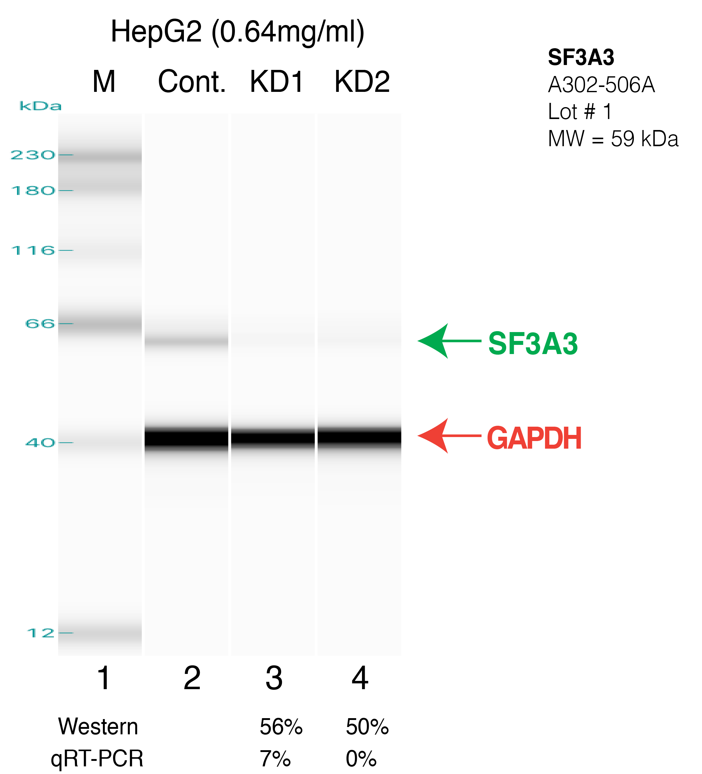 SF3A3-HEPG2.png<br>Caption: Western blot following shRNA against SF3A3 in HepG2 whole cell lysate using SF3A3 specific antibody. Lane 1 is a ladder, lane 2 is HepG2 non-targeting control knockdown, lane 3 and 4 are two different shRNAs against SF3A3.SF3A3 protein appears as the green arrow, GAPDH serves as a control and appears in red arrow.