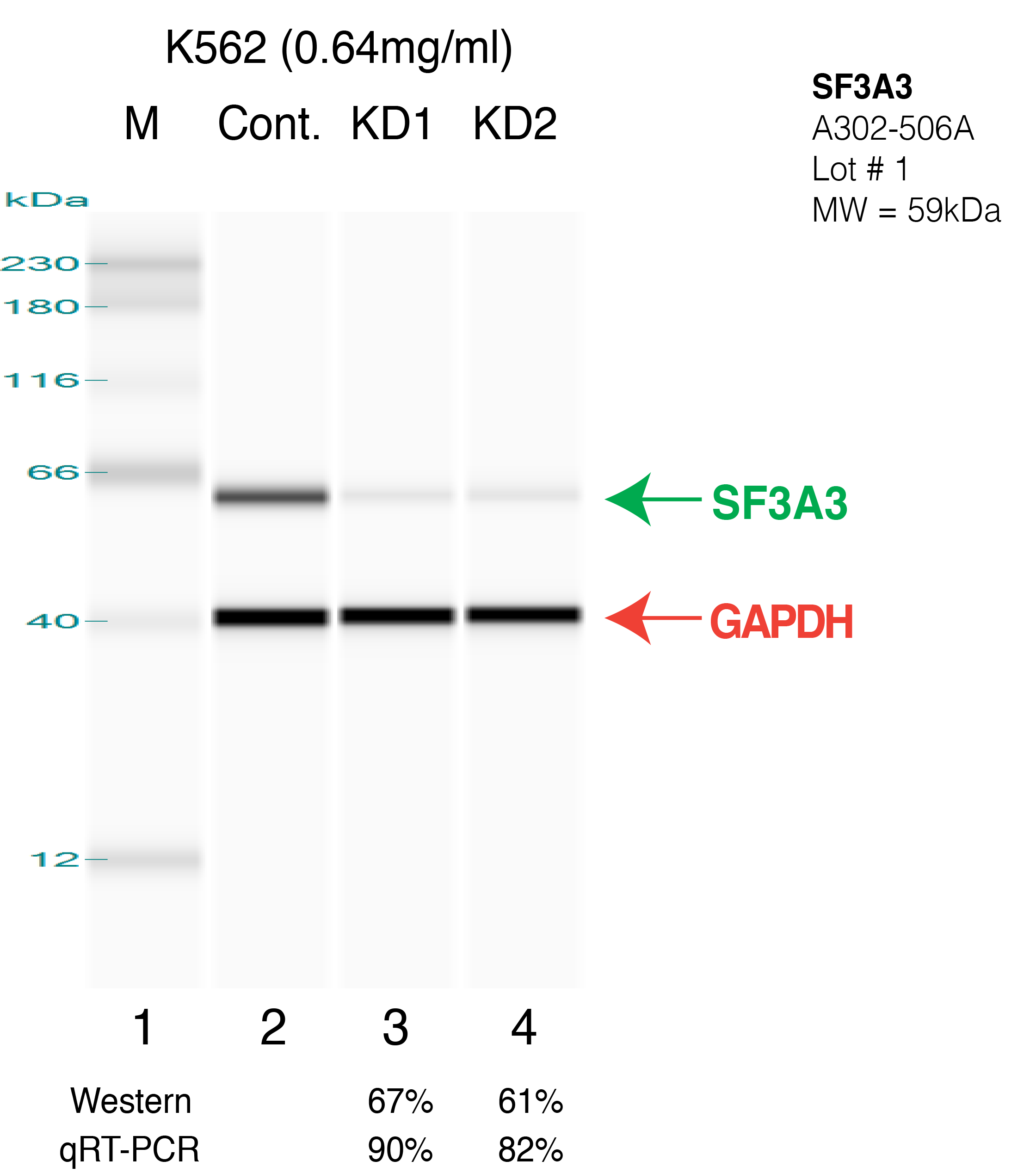 SF3A3-K562.png<br>Caption: Western blot following shRNA against SF3A3 in K562 whole cell lysate using SF3A3 specific antibody. Lane 1 is a ladder, lane 2 is K562 non-targeting control knockdown, lane 3 and 4 are two different shRNAs against SF3A3. SF3A3 serves as a control and appears in red arrow.GAPDH serves as a control and appears in red arrow.