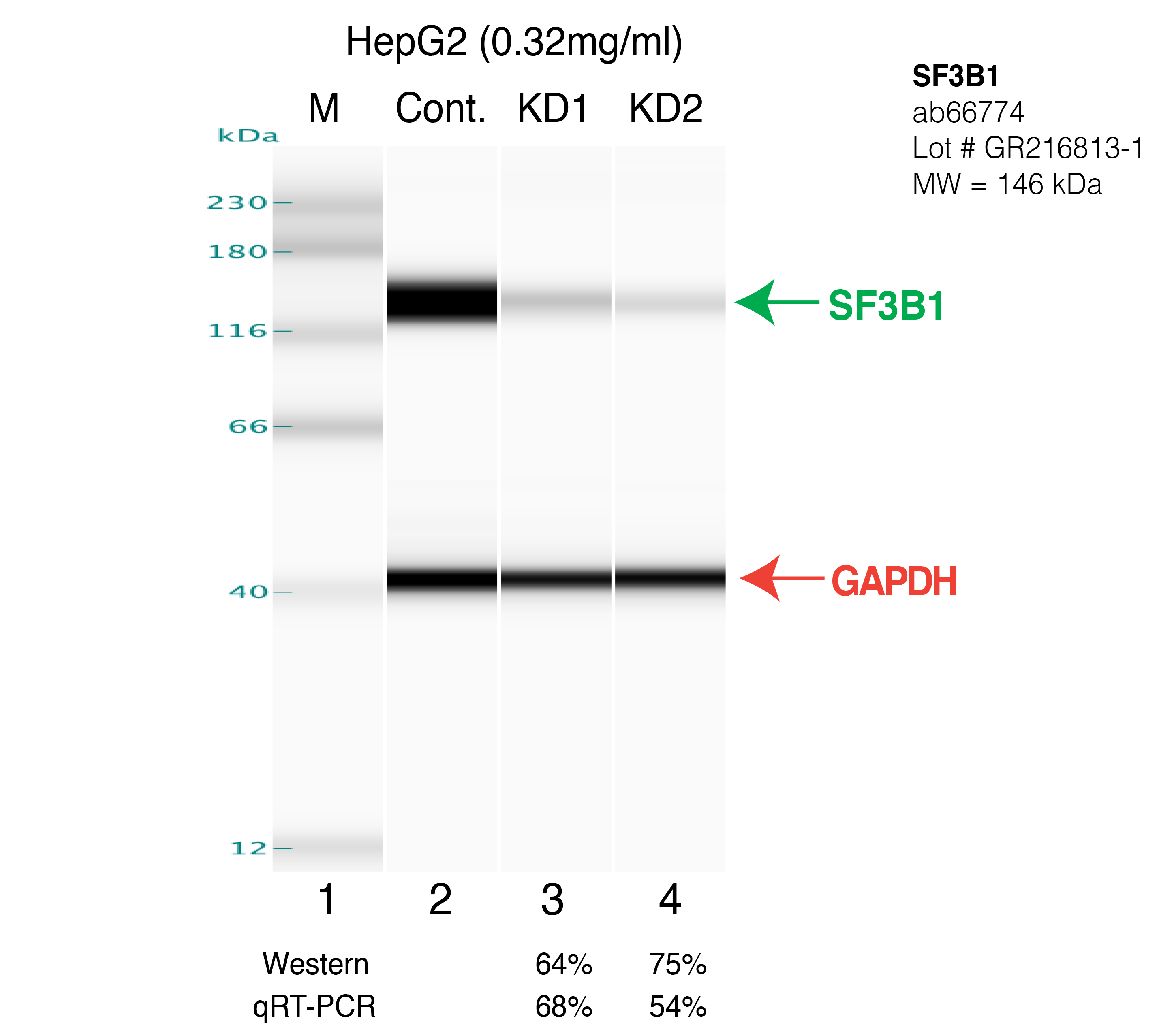 SF3B1-HEPG2.png<br>Caption: Western blot following shRNA against SF3B1 in HepG2 whole cell lysate using SF3B1 specific antibody. Lane 1 is a ladder, lane 2 is HepG2 non-targeting control knockdown, lane 3 and 4 are two different shRNAs against SF3B1.SF3B1 protein appears as the green arrow, GAPDH serves as a control and appears in red arrow.