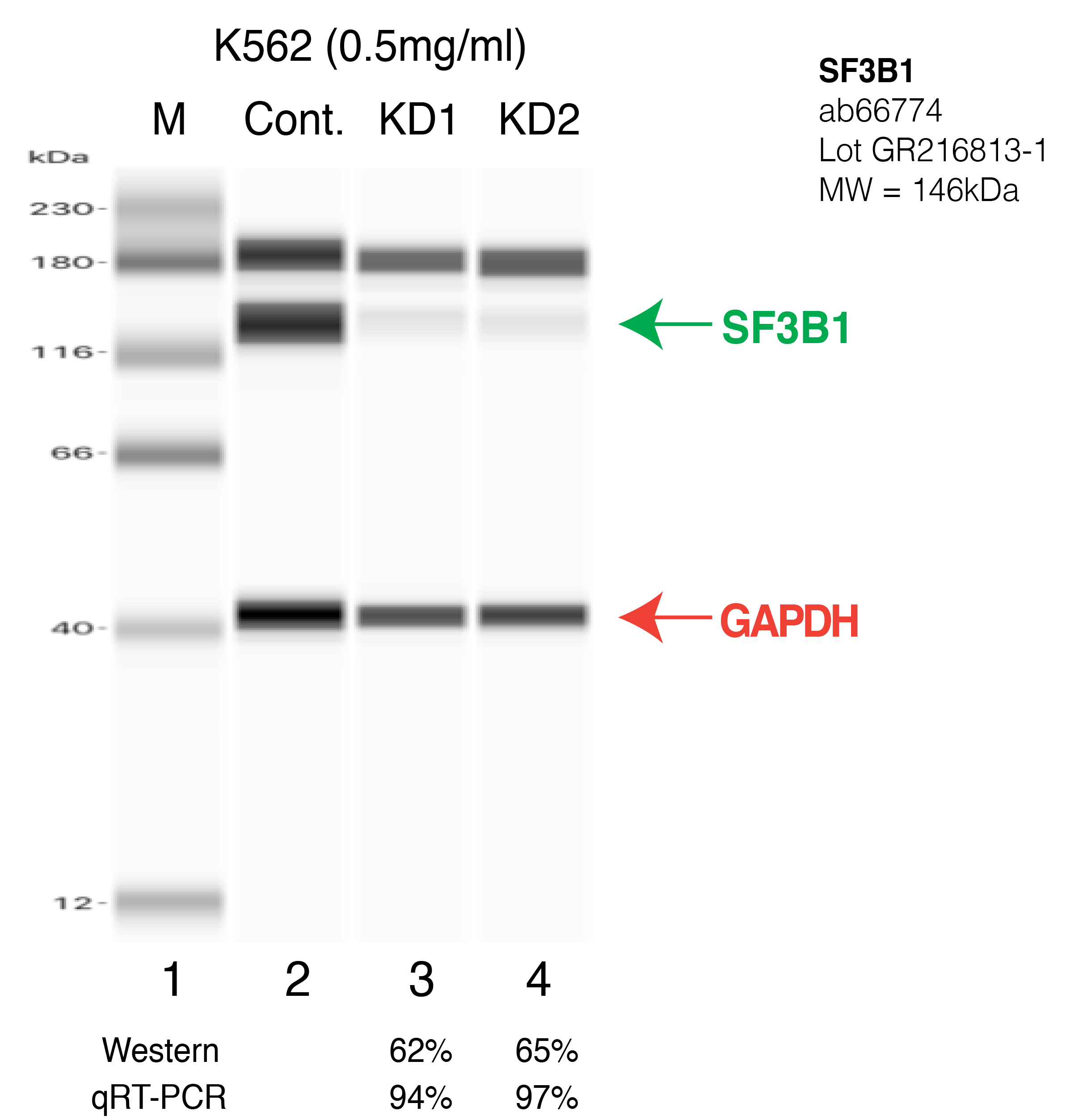 SF3B1-K562-CRISPR.png<br>Caption: Western blot following CRISPR against SF3B1 in K562 whole cell lysate using SF3B1 specific antibody. Lane 1 is a ladder, lane 2 is K562 non-targeting control knockdown, lane 3 and 4 are two different CRISPR against SF3B1.SF3B1 protein appears as the green arrow, GAPDH serves as a control and appears in red arrow.