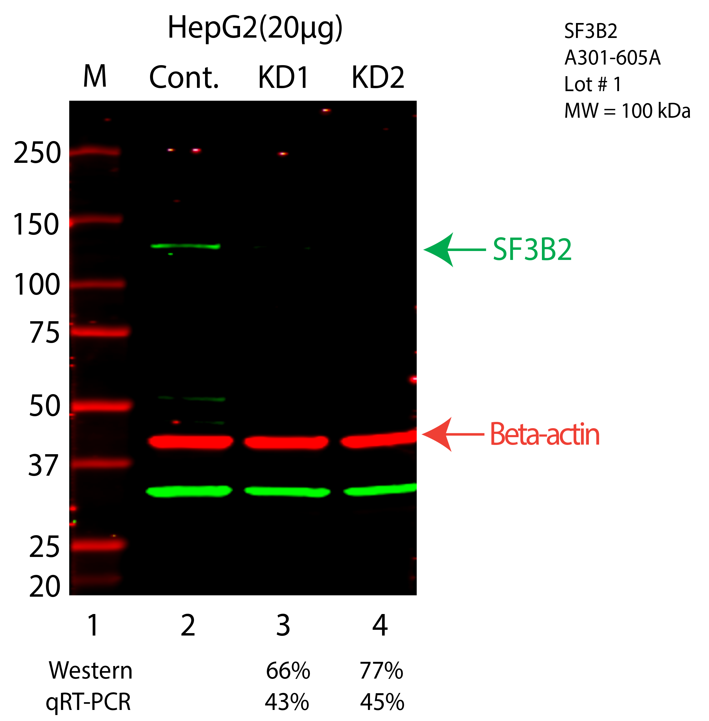 SF3B2-HEPG2-CRISPR-A301-605A.png<br>Caption: Western blot following CRISPR against SF3B2 in HepG2 whole cell lysate using SF3B2 specific antibody. Lane 1 is a ladder, lane 2 is HepG2 non-targeting control knockdown, lane 3 and 4 are two different CRISPR against SF3B2. SF3B2 protein appears as the green arrow, Beta-actin serves as a control and appears in red arrow.