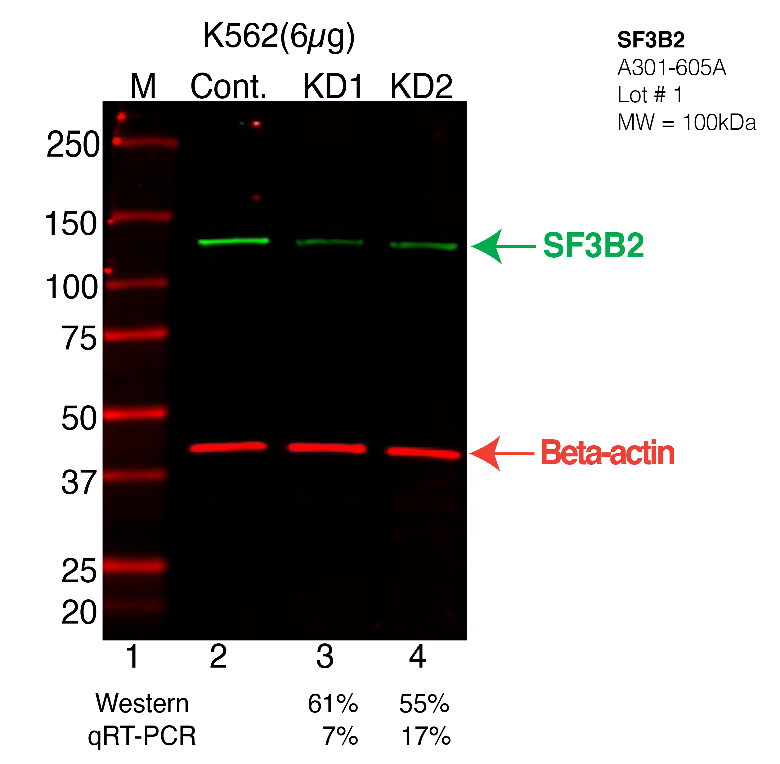 SF3B2-K562-CRISPR-A301-605A.png<br>Caption: Western blot following CRISPR against SF3B2 in K562 whole cell lysate using SF3B2 specific antibody. Lane 1 is a ladder, lane 2 is K562 non-targeting control knockdown, lane 3 and 4 are two different CRISPR against SF3B2. SF3B2 protein appears as the green arrow, Beta-actin serves as a control and appears in red arrow.