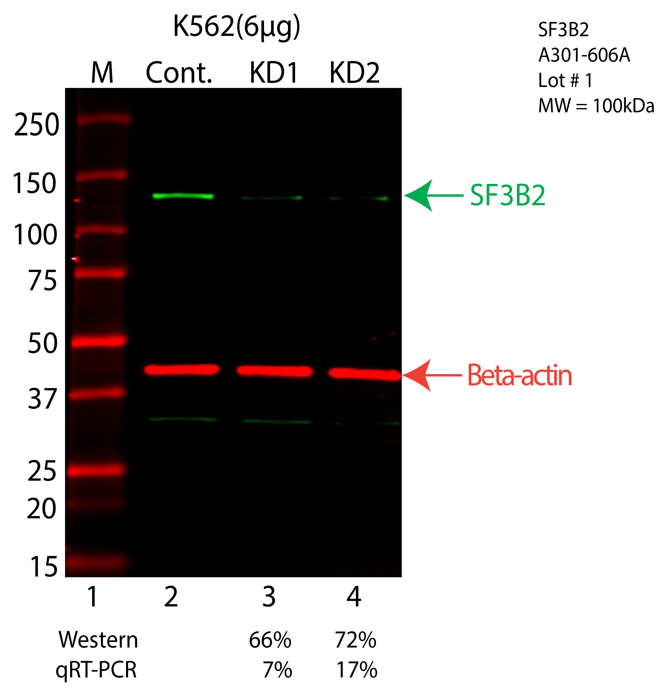 SF3B2-K562-CRISPR-A301-606A.png<br>Caption: Western blot following CRISPR against SF3B2 in K562 whole cell lysate using SF3B2 specific antibody. Lane 1 is a ladder, lane 2 is K562 non-targeting control knockdown, lane 3 and 4 are two different CRISPR against SF3B2. SF3B2 protein appears as the green arrow, Beta-actin serves as a control and appears in red arrow.