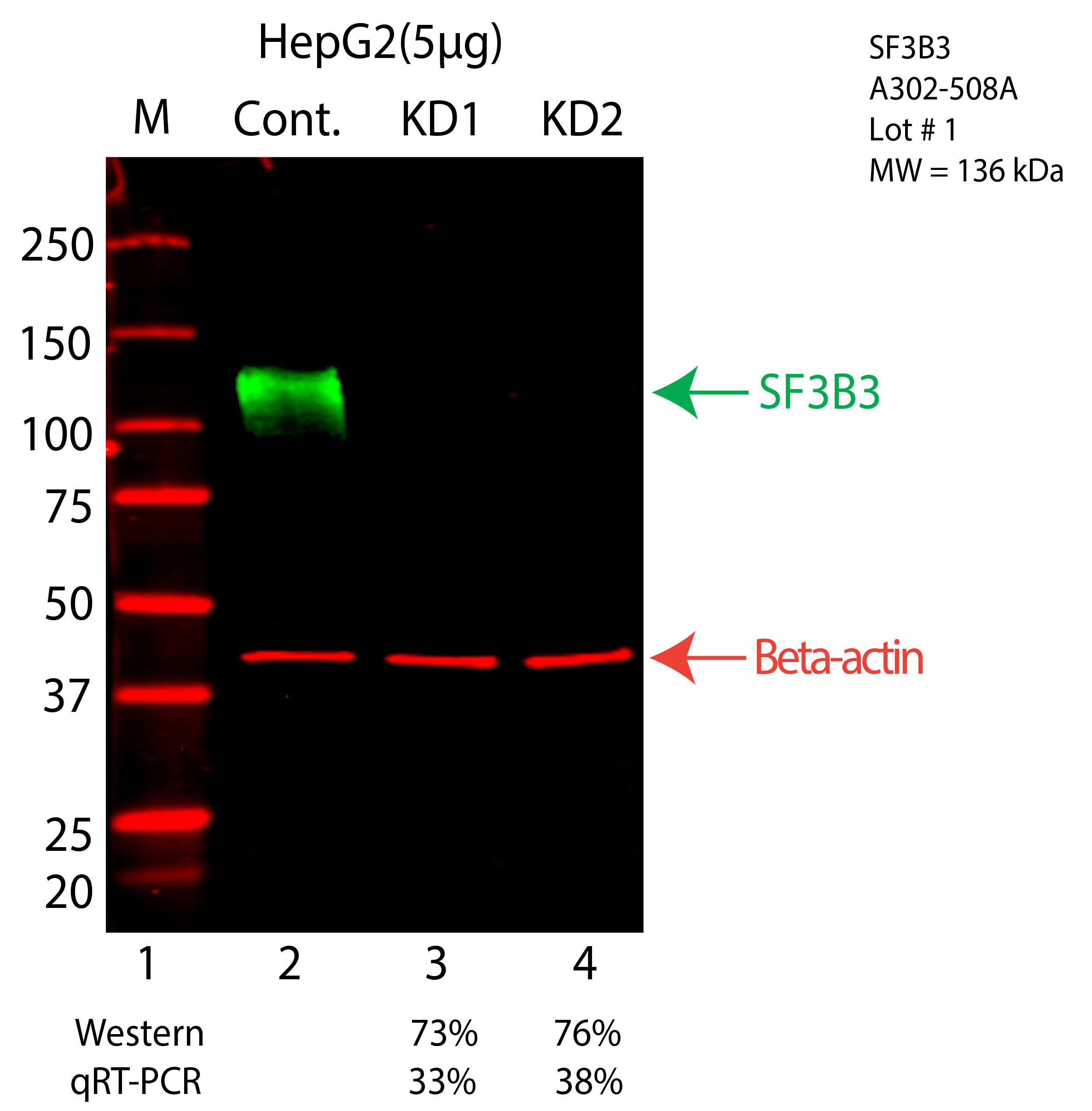 SF3B3-HEPG2-CRISPR-A302-508A.png<br>Caption: Western blot following CRISPR against SF3B3 in HepG2 whole cell lysate using SF3B3 specific antibody. Lane 1 is a ladder, lane 2 is HepG2 non-targeting control knockdown, lane 3 and 4 are two different CRISPR against SF3B3. SF3B3 protein appears as the green arrow, Beta-actin serves as a control and appears in red arrow.