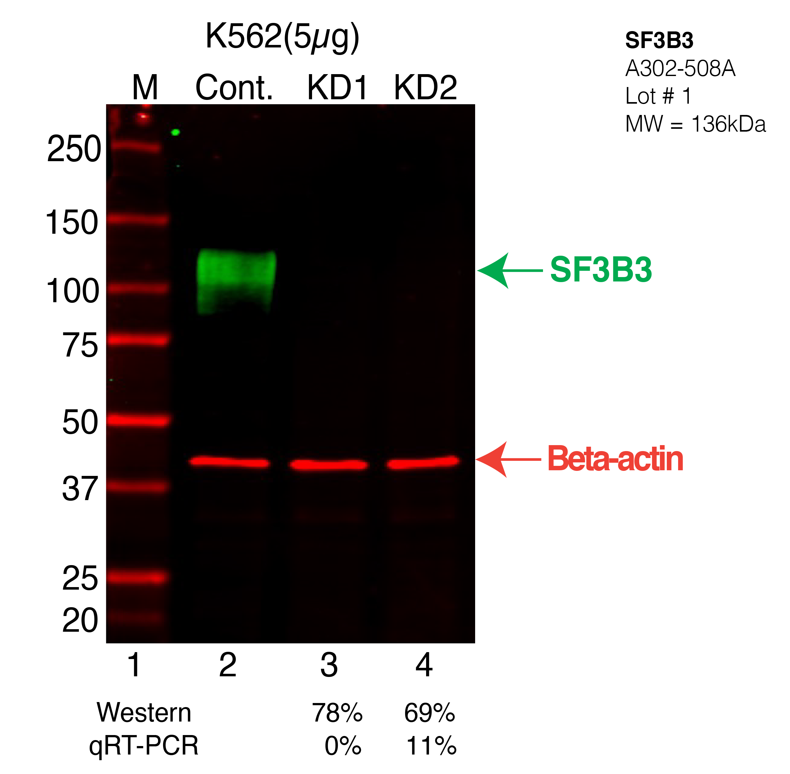 SF3B3-K562-CRISPR-A302-508A.png<br>Caption: Western blot following CRISPR against SF3B3 in K562 whole cell lysate using SF3B3 specific antibody. Lane 1 is a ladder, lane 2 is K562 non-targeting control knockdown, lane 3 and 4 are two different CRISPR against SF3B3. SF3B3 protein appears as the green arrow, Beta-actin serves as a control and appears in red arrow.