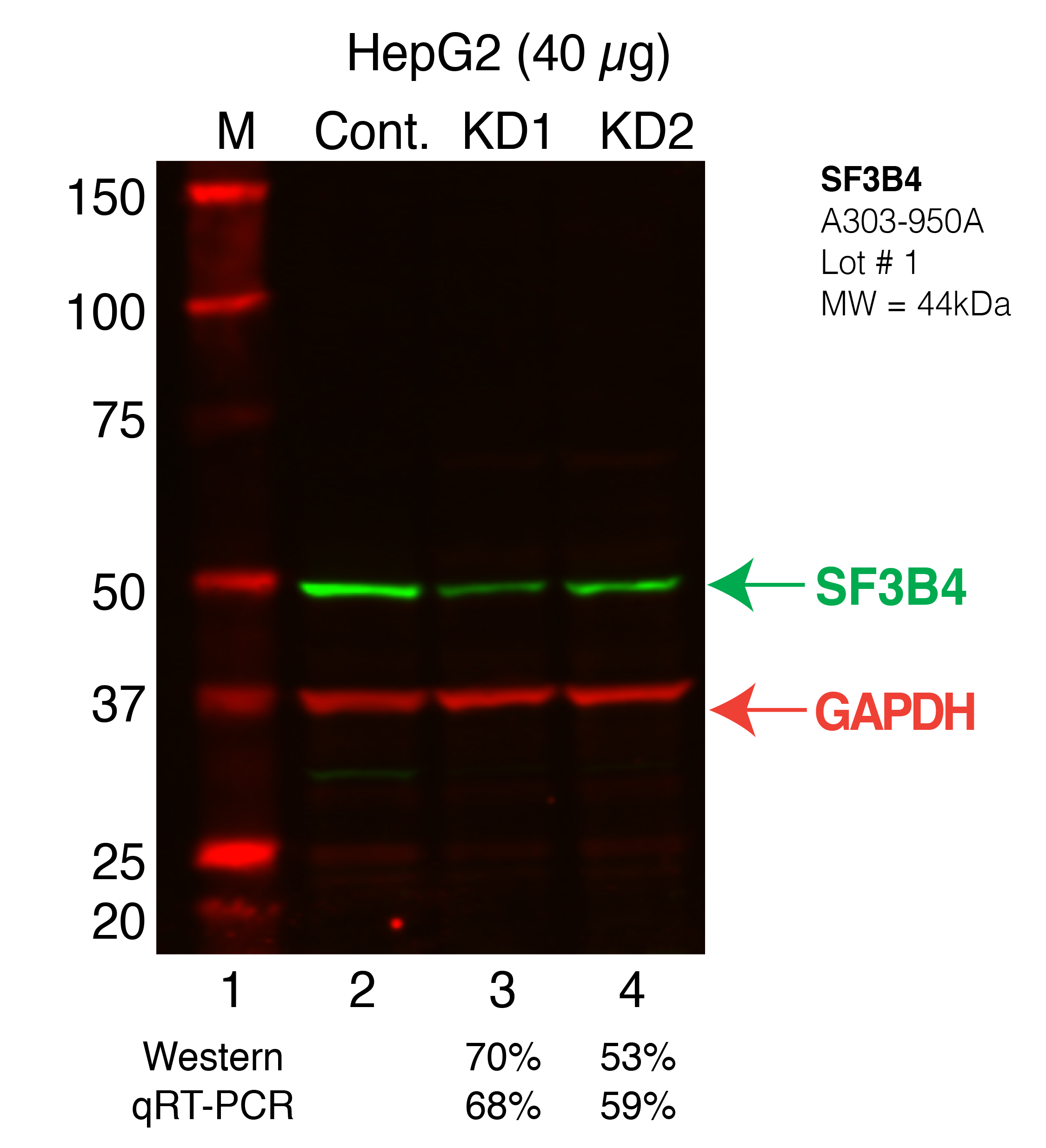 SF3B4-HEPG2_Secondary_Western.png<br>Caption: Western blot following shRNA against SF3B4 in HepG2 whole cell lysate using SF3B4 specific antibody. Lane 1 is a ladder, lane 2 is HepG2 non-targeting control knockdown, lane 3 and 4 are two different shRNAs against SF3B4. SF3B4 protein appears as the green arrow, GAPDH serves as a control and appears in red arrow.