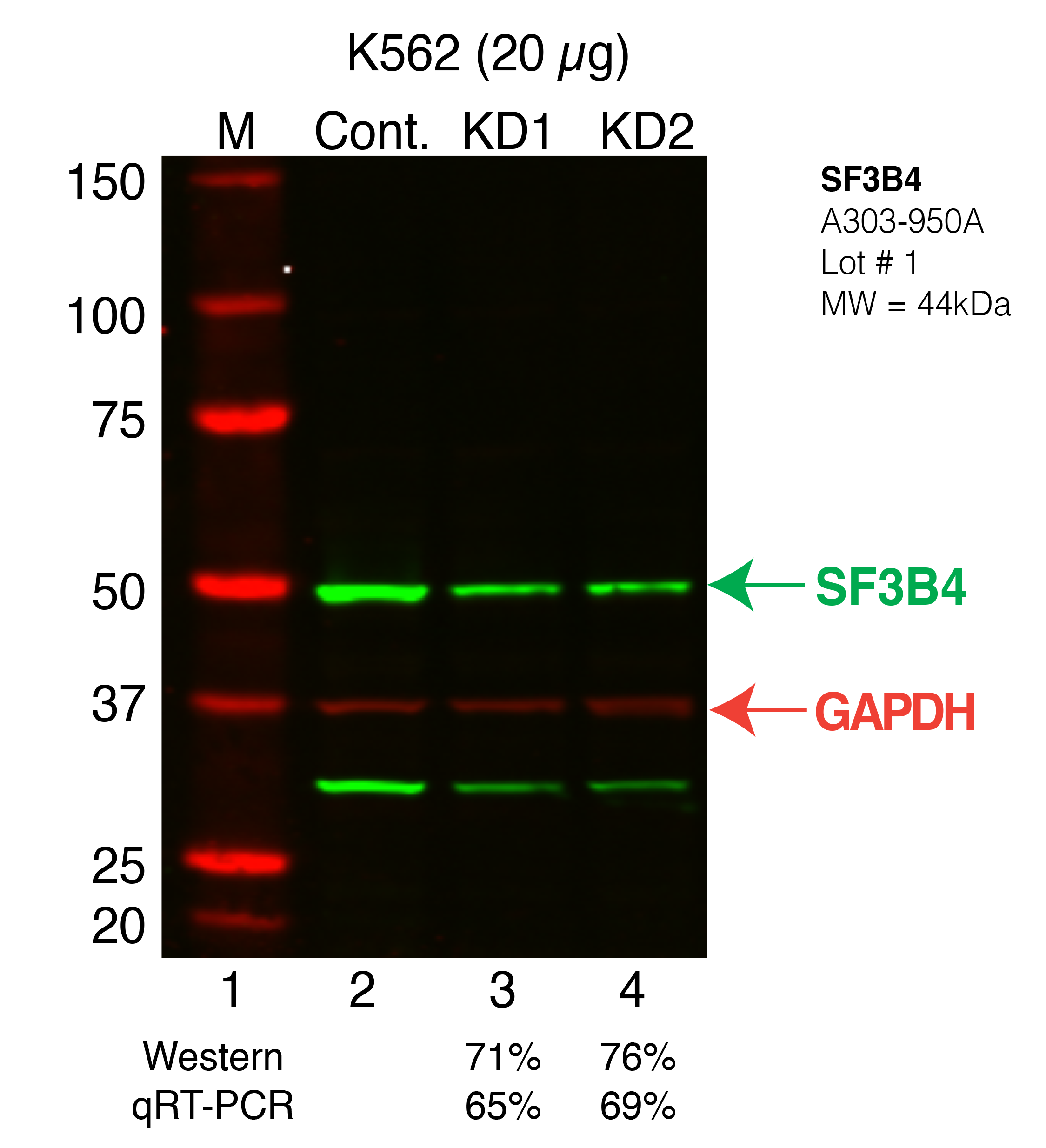 SF3B4-K562_Secondary_Western.png<br>Caption: Western blot following shRNA against SF3B4 in K562 whole cell lysate using SF3B4 specific antibody. Lane 1 is a ladder, lane 2 is K562 non-targeting control knockdown, lane 3 and 4 are two different shRNAs against SF3B4. SF3B4 protein appears as the green band, GAPDH serves as a control and appears in red.