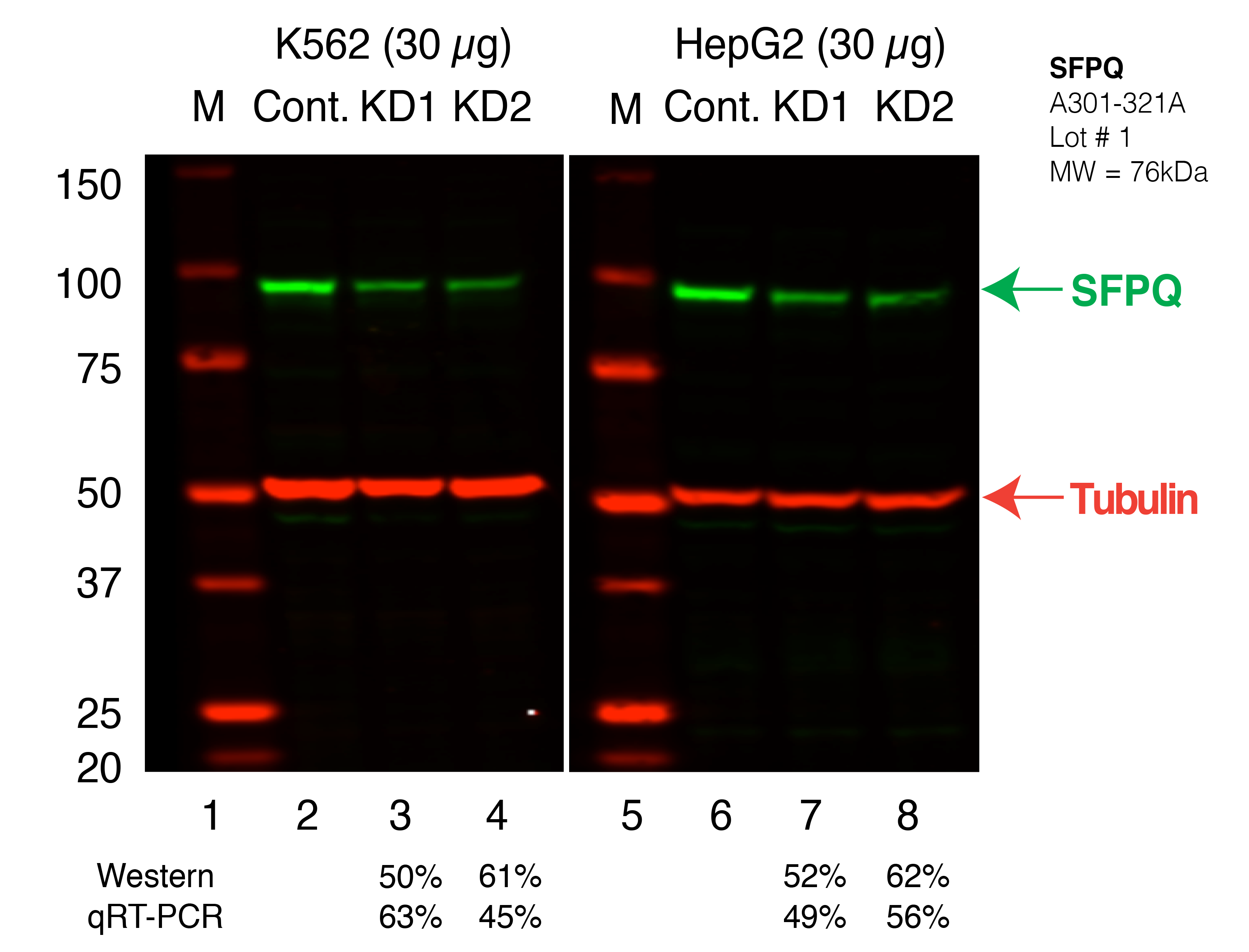 SFPQ_Secondary_Western.png<br>Caption: Western blot following shRNA against SFPQ in K562 and HepG2 whole cell lysate using SFPQ specific antibody. Lane 1 is a ladder, lane 2 is K562 non-targeting control knockdown, lane 3 and 4 are two different shRNAs against SFPQ. Lanes 5-8 follow the same pattern, but in HepG2. SFPQ protein appears as the green band, Tubulin serves as a control and appears in red.