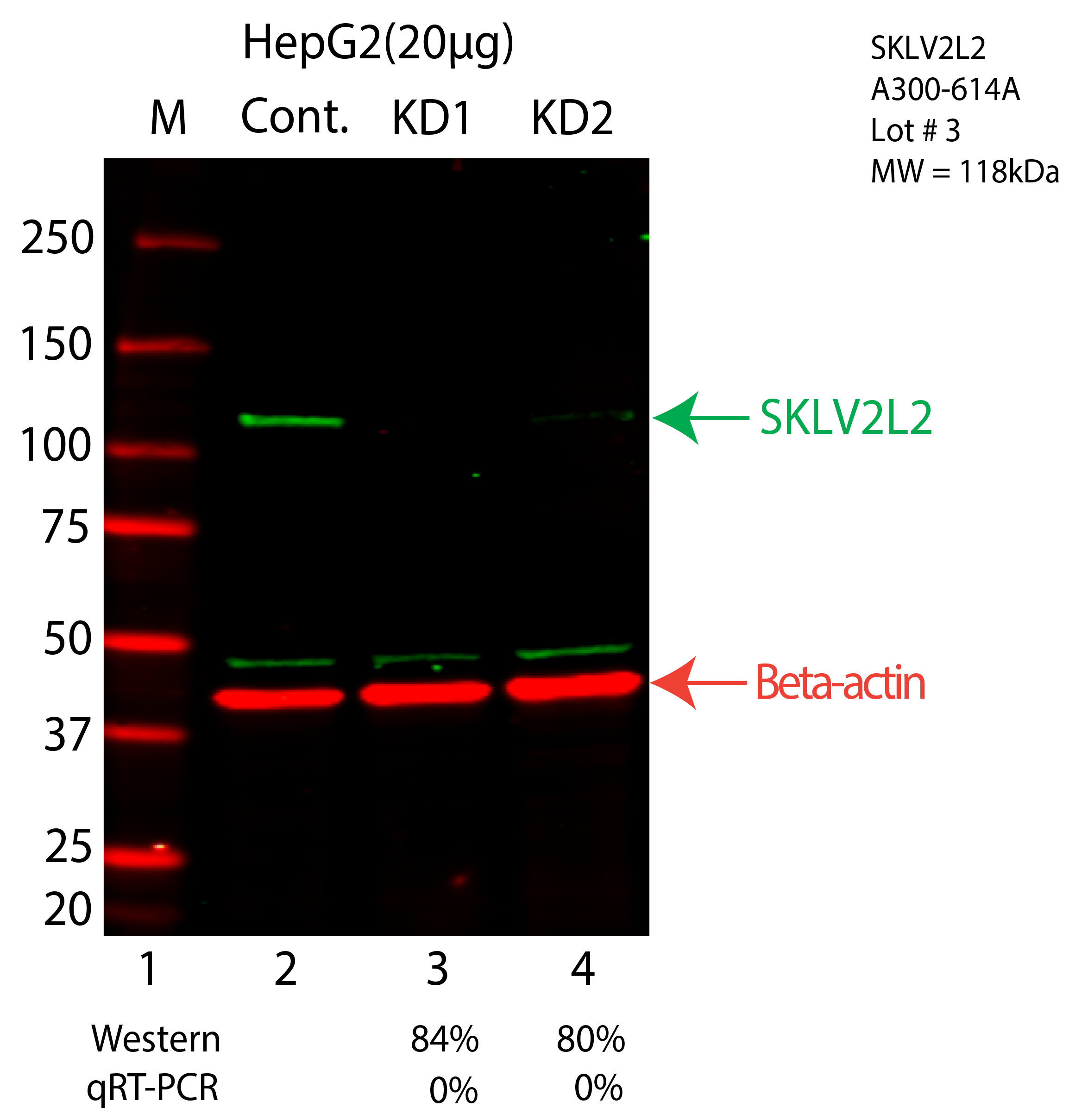 SKLV2L2-HEPG2-CRISPR-A300-614A.png<br>Caption: Western blot following CRISPR against MTREX in HepG2 whole cell lysate using MTREX specific antibody. Lane 1 is a ladder, lane 2 is HepG2 non-targeting control knockdown, lane 3 and 4 are two different CRISPR against MTREX. MTREX protein appears as the green arrow, Beta-actin serves as a control and appears in red arrow.