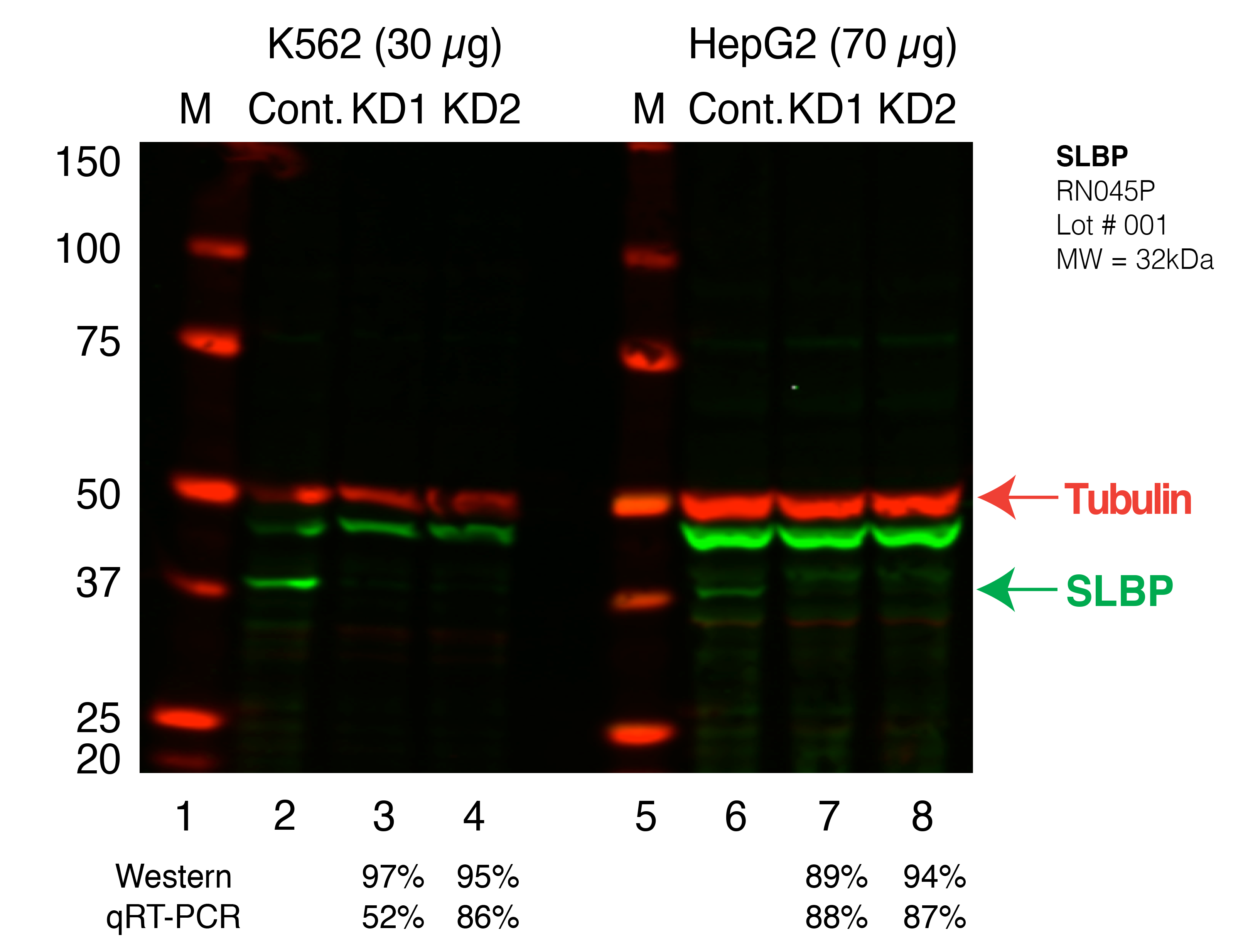 SLBP_Secondary_Western.png<br>Caption: Western blot following shRNA against SLBP in K562 and HepG2 whole cell lysate using SLBP specific antibody. Lane 1 is a ladder, lane 2 is K562 non-targeting control knockdown, lane 3 and 4 are two different shRNAs against SLBP. Lanes 5-8 follow the same pattern, but in HepG2. SLBP protein appears as the green band, Tubulin serves as a control and appears in red.