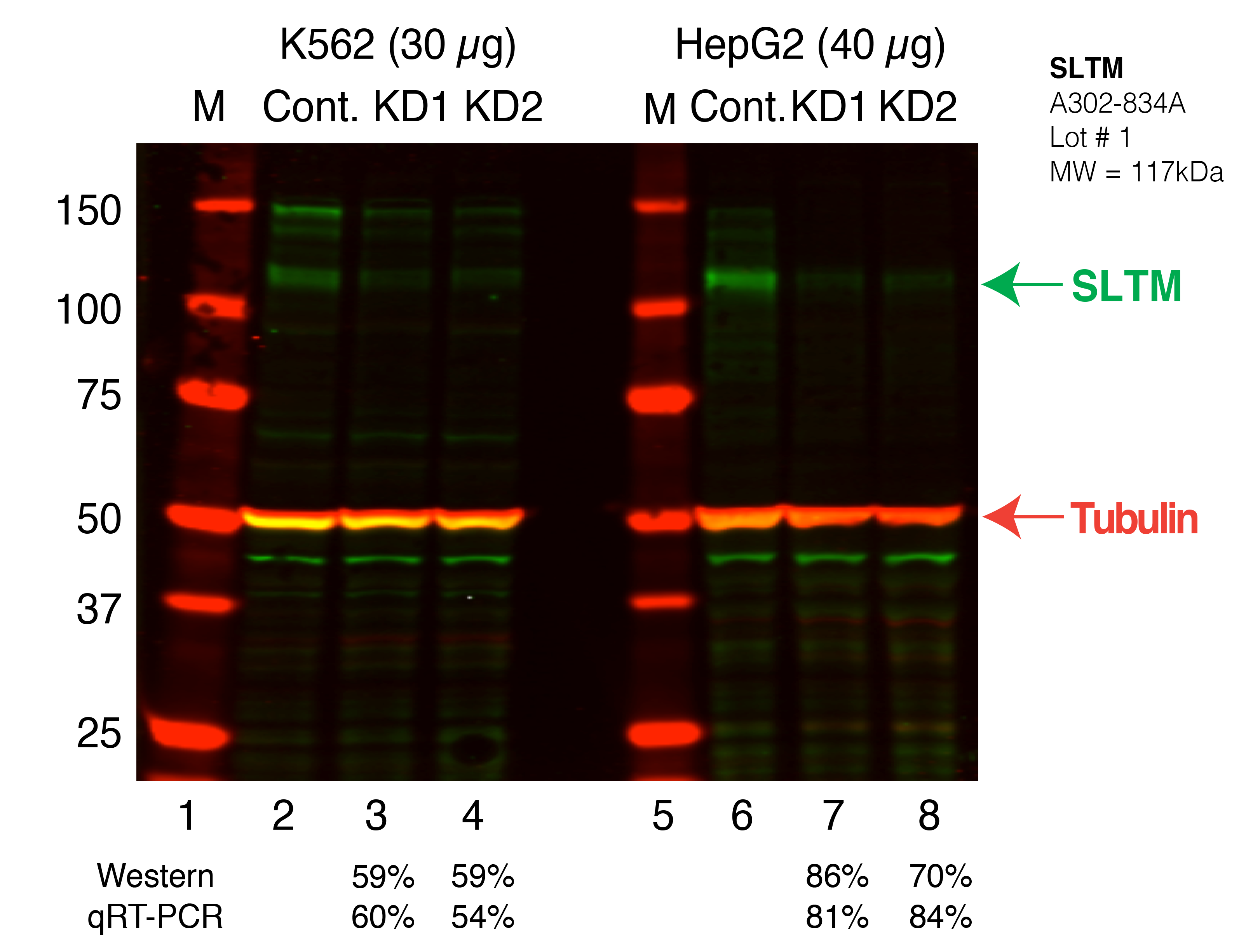 SLTM_Secondary_Western.png<br>Caption: Western blot following shRNA against SLTM in K562 and HepG2 whole cell lysate using SLTM specific antibody. Lane 1 is a ladder, lane 2 is K562 non-targeting control knockdown, lane 3 and 4 are two different shRNAs against SLTM. Lanes 5-8 follow the same pattern, but in HepG2. SLTM protein appears as the green band, Tubulin serves as a control and appears in red.