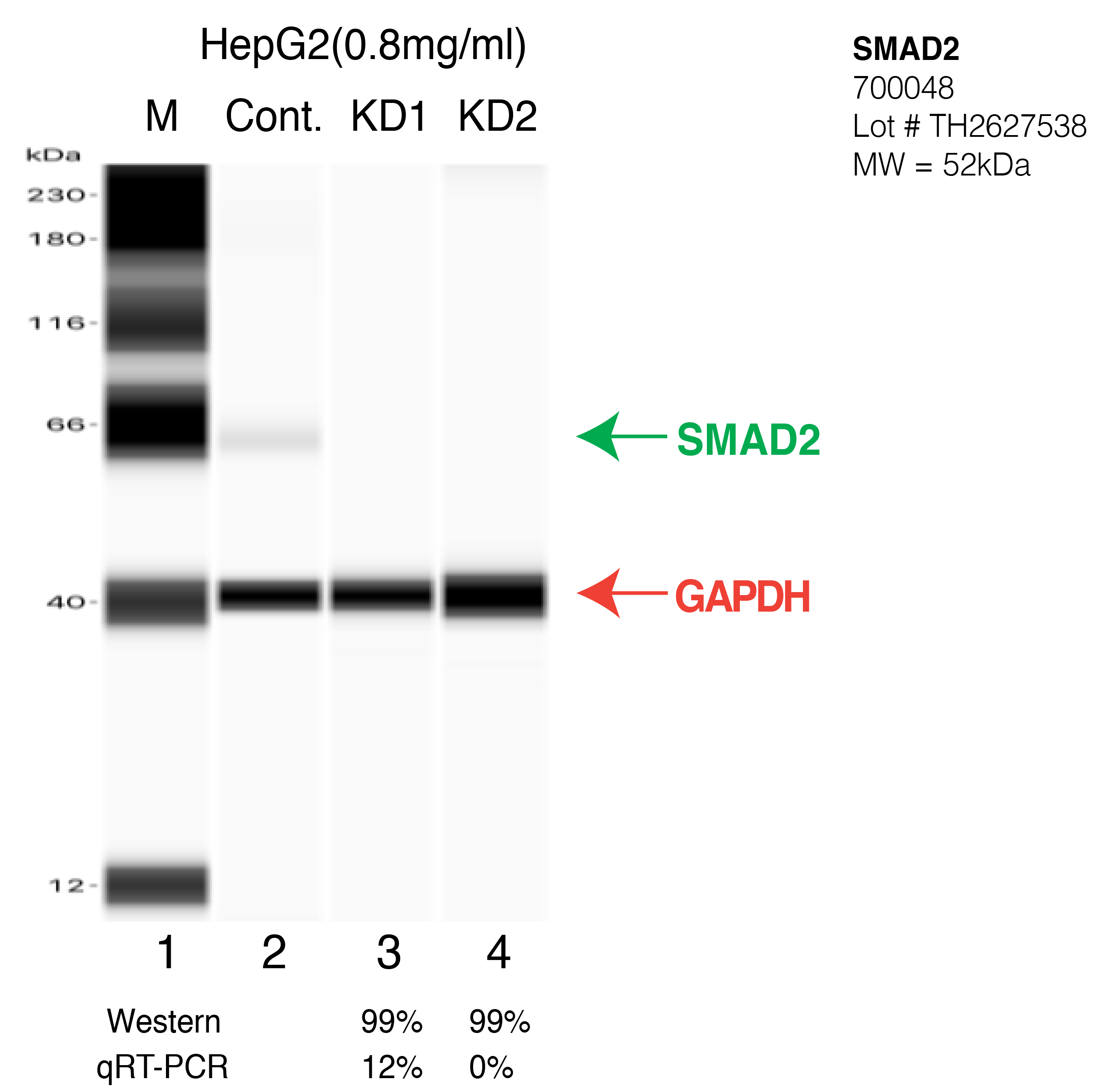 SMAD2-HEPG2-CRISPR-700048.png<br>Caption: Western blot following CRISPR against SMAD2 in HepG2 whole cell lysate using SMAD2 specific antibody. Lane 1 is a ladder, lane 2 is HepG2 non-targeting control knockdown, lane 3 and 4 are two different CRISPR against SMAD2. SMAD2 protein appears as the green arrow, GAPDH serves as a control and appears in red arrow.