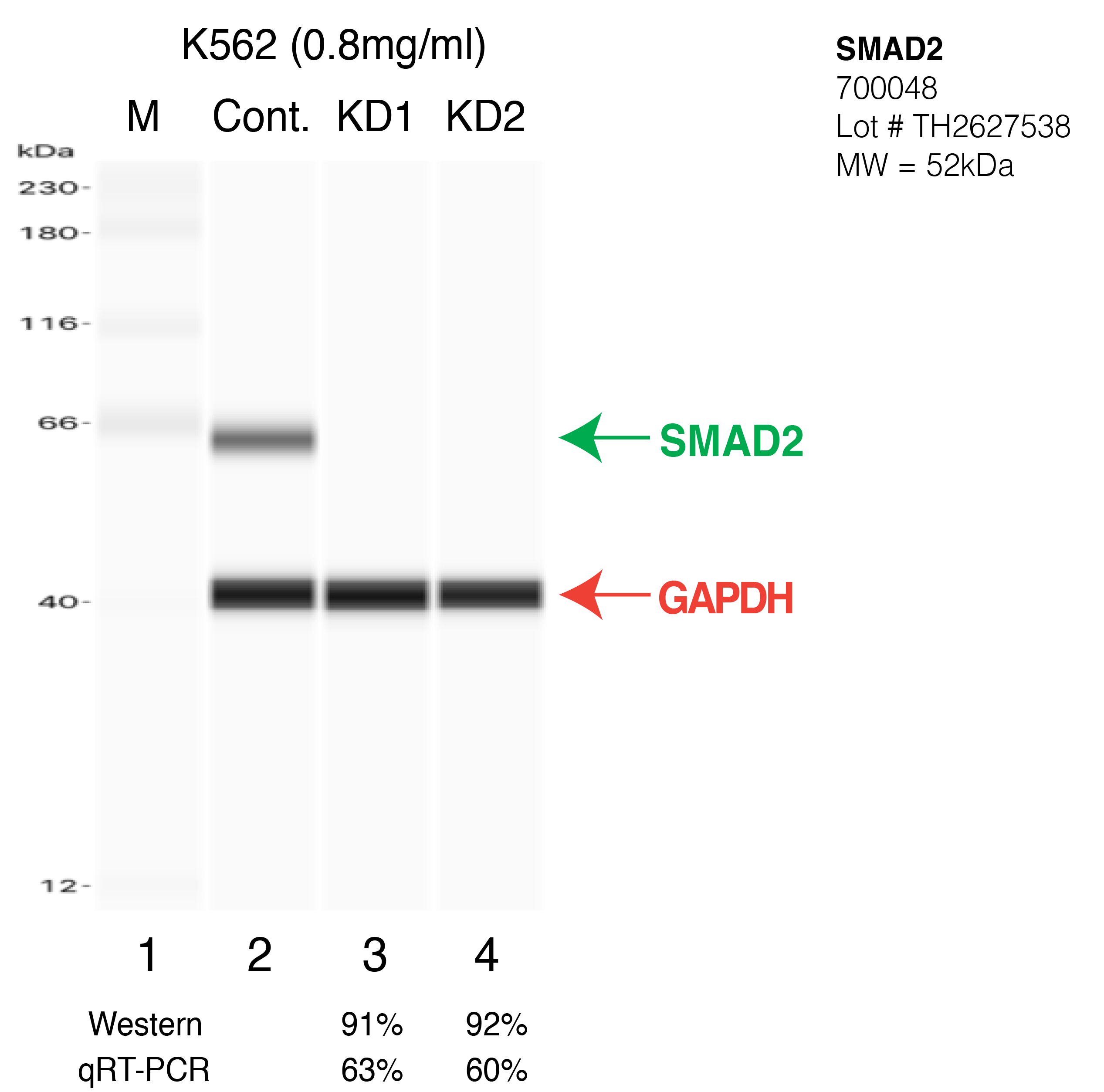 SMAD2-K562-CRISPR-700048.png<br>Caption: Western blot following CRISPR against SMAD2 in K562 whole cell lysate using SMAD2 specific antibody. Lane 1 is a ladder, lane 2 is K562 non-targeting control knockdown, lane 3 and 4 are two different CRISPR against SMAD2. SMAD2 protein appears as the green arrow, GAPDH serves as a control and appears in red arrow.