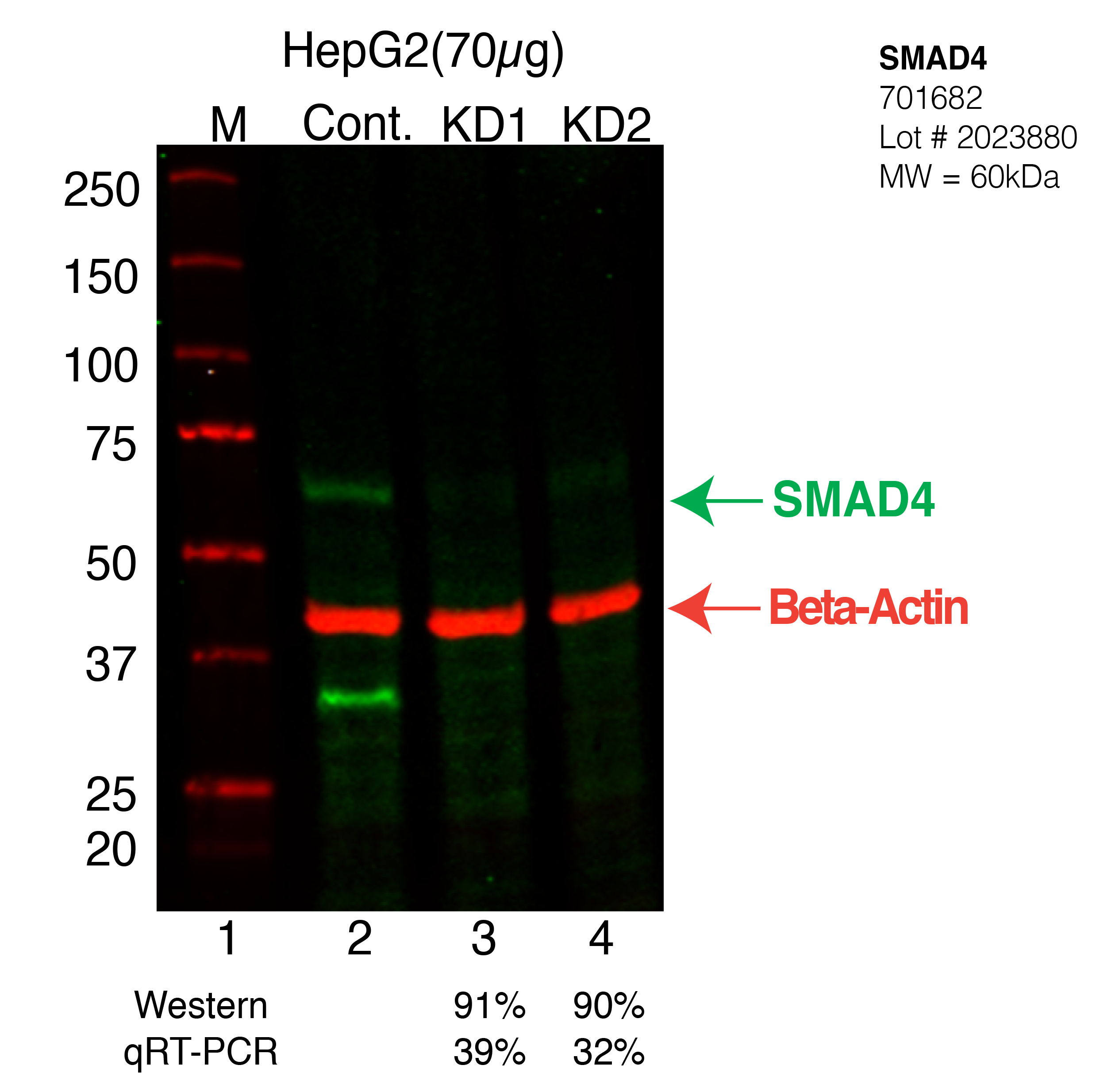 SMAD4-HEPG2-CRISPR-701682.png<br>Caption: Western blot following CRISPR against SMAD4 in HepG2 whole cell lysate using SMAD4 specific antibody. Lane 1 is a ladder, lane 2 is HepG2 non-targeting control knockdown, lane 3 and 4 are two different CRISPR against SMAD4. SMAD4 protein appears as the green arrow, Beta-actin serves as a control and appears in red arrow.