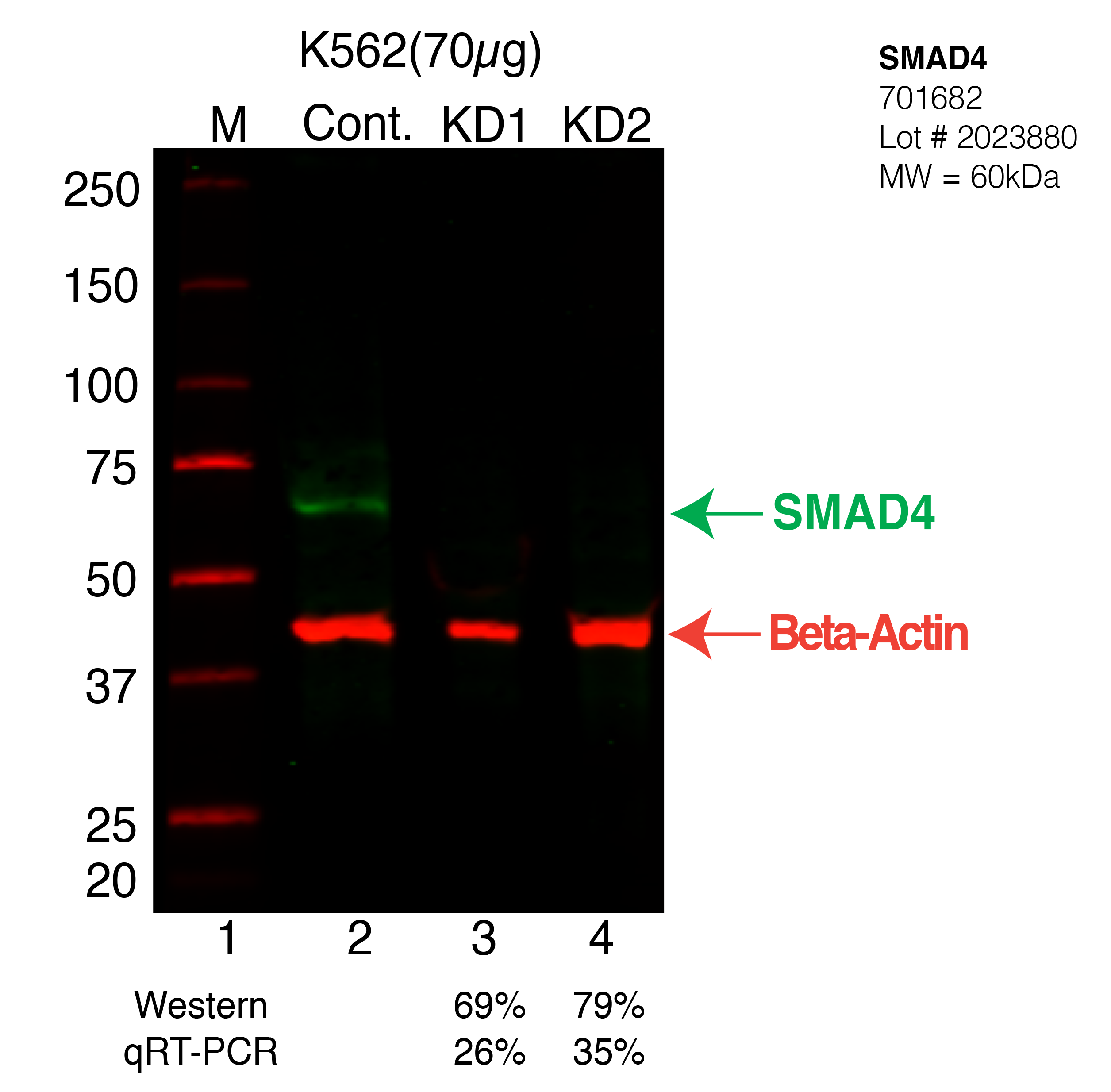 SMAD4-K562-CRISPR-701682.png<br>Caption: Western blot following CRISPR against SMAD4 in K562 whole cell lysate using SMAD4 specific antibody. Lane 1 is a ladder, lane 2 is K562 non-targeting control knockdown, lane 3 and 4 are two different CRISPR against SMAD4. SMAD4 protein appears as the green arrow, Beta-actin serves as a control and appears in red arrow.