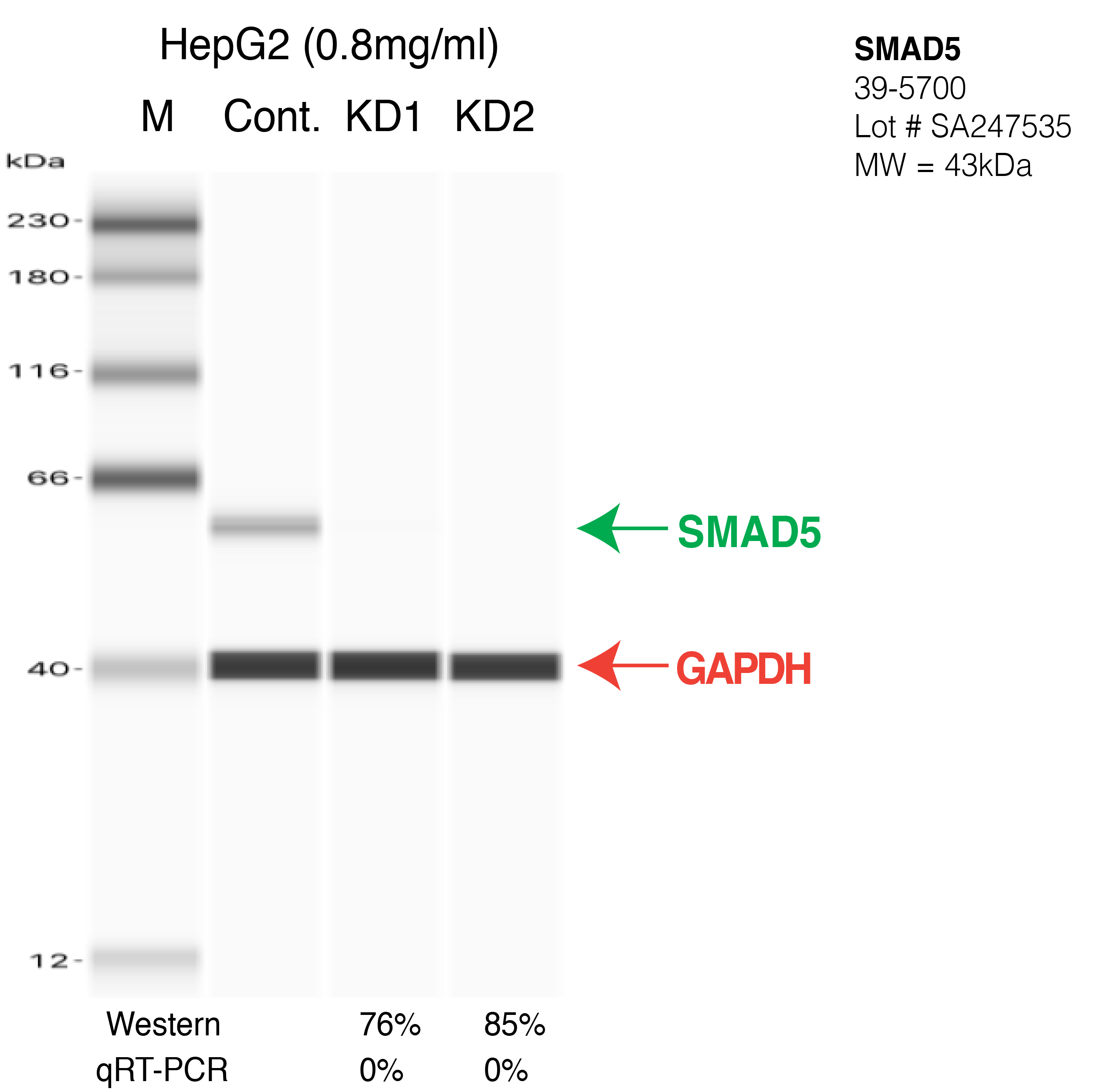 SMAD5-HEPG2-CRISPR-39-5700.png<br>Caption: Western blot following CRISPR against SMAD5 in HepG2 whole cell lysate using SMAD5 specific antibody. Lane 1 is a ladder, lane 2 is HepG2 non-targeting control knockdown, lane 3 and 4 are two different CRISPR against SMAD5. SMAD5 protein appears as the green arrow, GAPDH serves as a control and appears in red arrow.