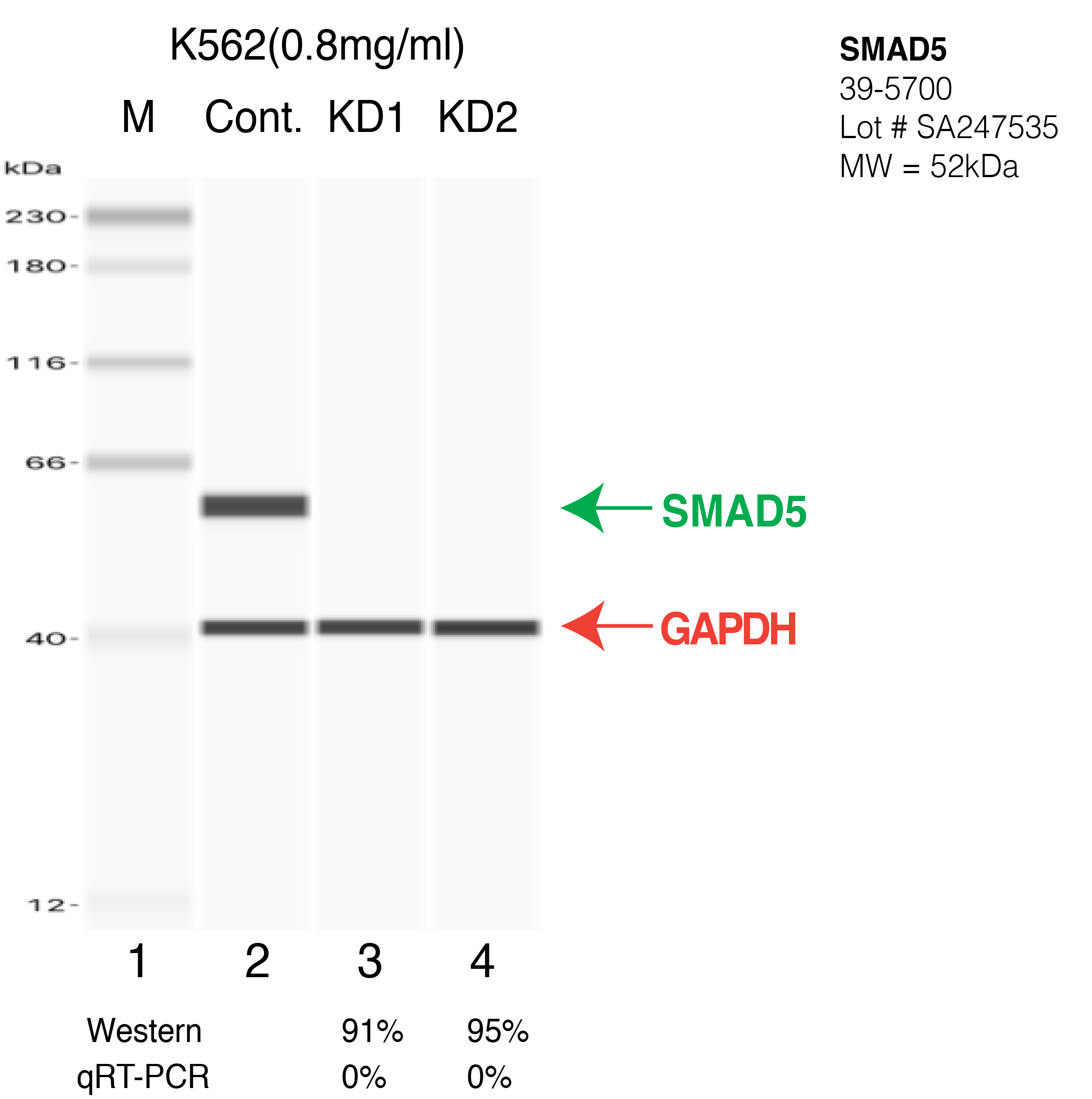 SMAD5-K562-CRISPR-39-5700.png<br>Caption: Western blot following CRISPR against SMAD5 in K562 whole cell lysate using SMAD5 specific antibody. Lane 1 is a ladder, lane 2 is K562 non-targeting control knockdown, lane 3 and 4 are two different CRISPR against SMAD5. SMAD5 protein appears as the green arrow, GAPDH serves as a control and appears in red arrow.