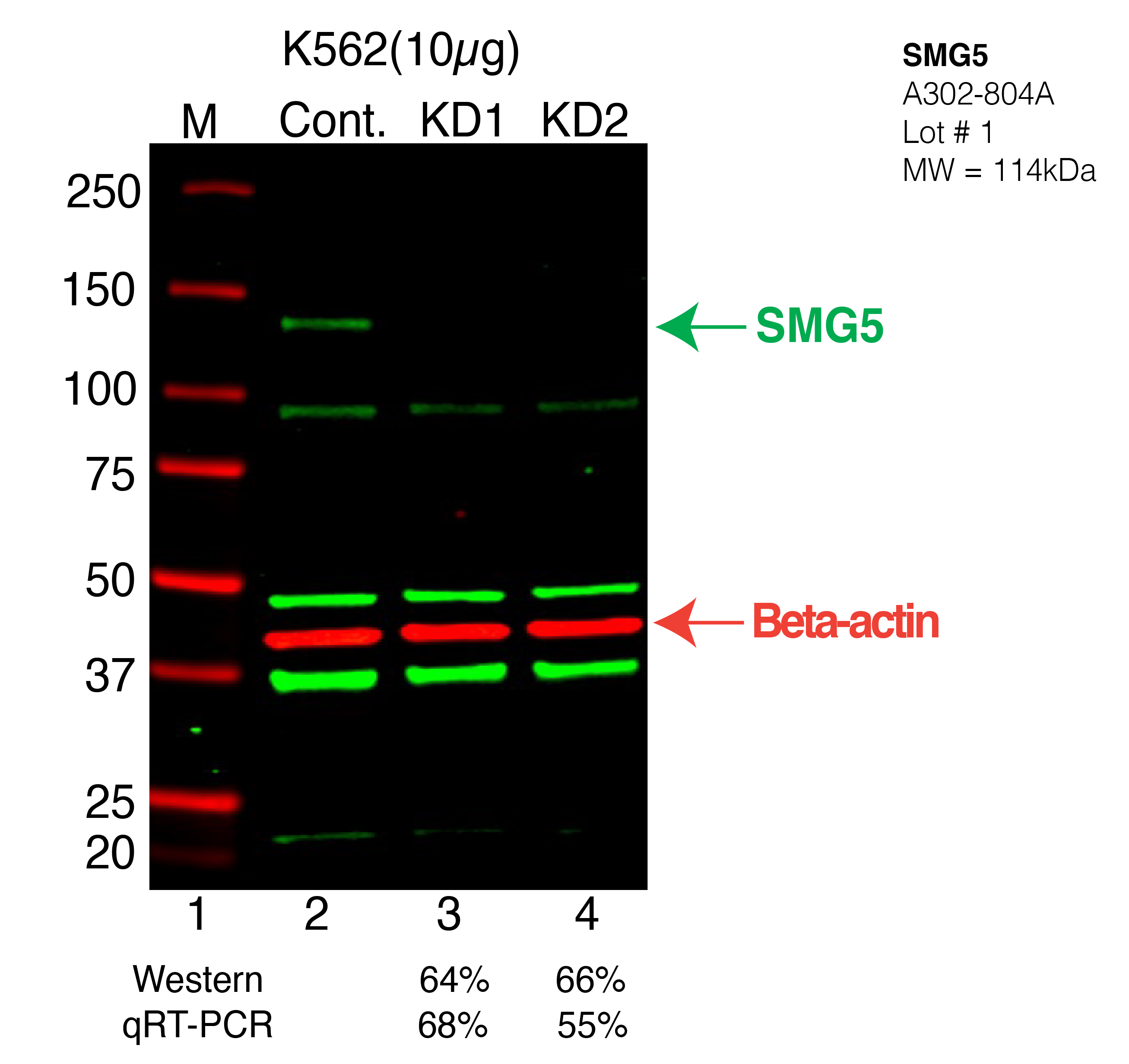 SMG5-K562-CRISPR-A302-804A.png<br>Caption: Western blot following CRISPR against SMG5 in K562 whole cell lysate using SMG5 specific antibody. Lane 1 is a ladder, lane 2 is K562 non-targeting control knockdown, lane 3 and 4 are two different CRISPR against SMG5. SMG5 protein appears as the green arrow, Beta-actin serves as a control and appears in red arrow.