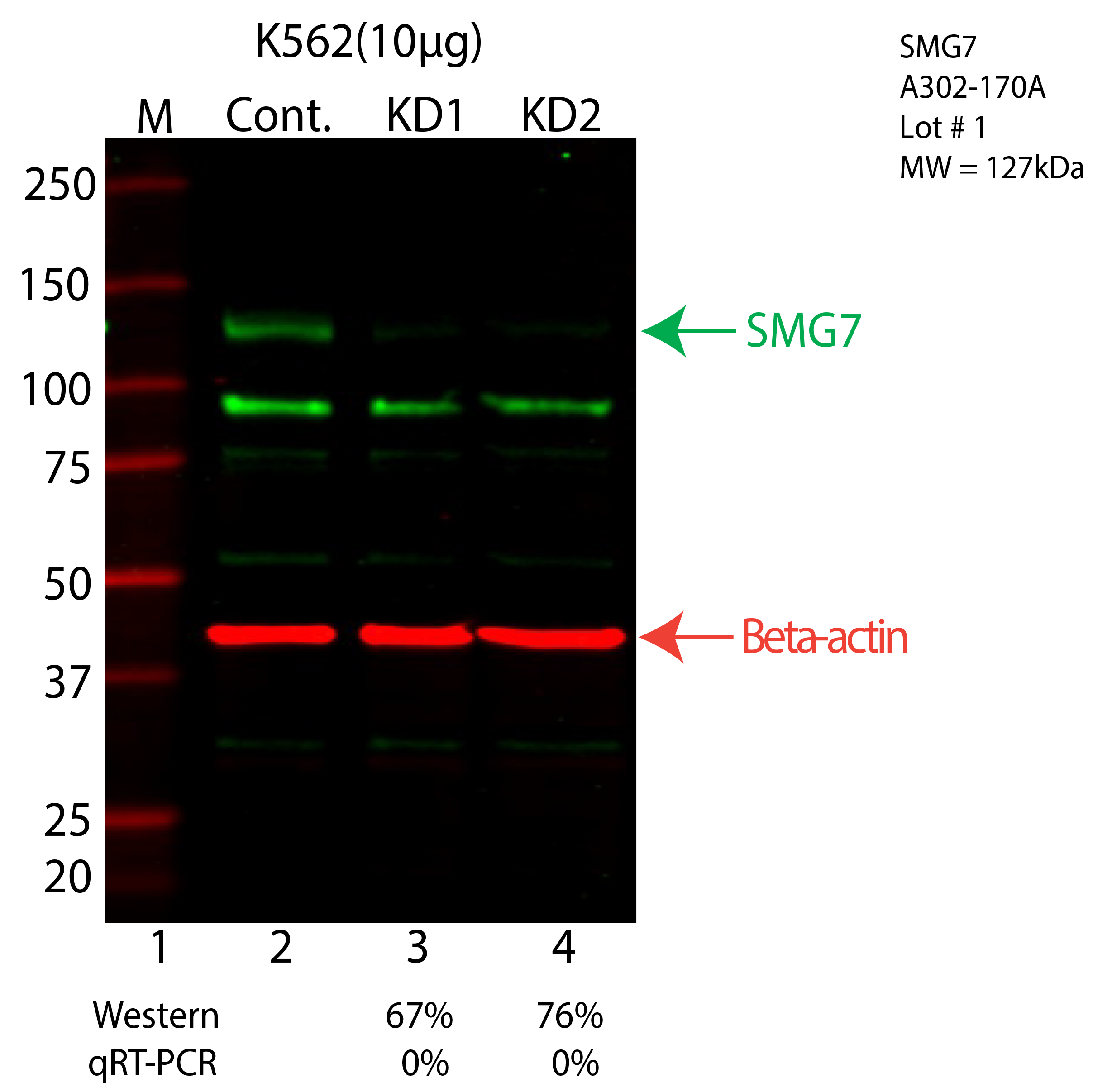 SMG7-K562-CRISPR-A302-170A.png<br>Caption: Western blot following CRISPR against SMG7 in K562 whole cell lysate using SMG7 specific antibody. Lane 1 is a ladder, lane 2 is K562 non-targeting control knockdown, lane 3 and 4 are two different CRISPR against SMG7. SMG7 protein appears as the green arrow, Beta-actin serves as a control and appears in red arrow.