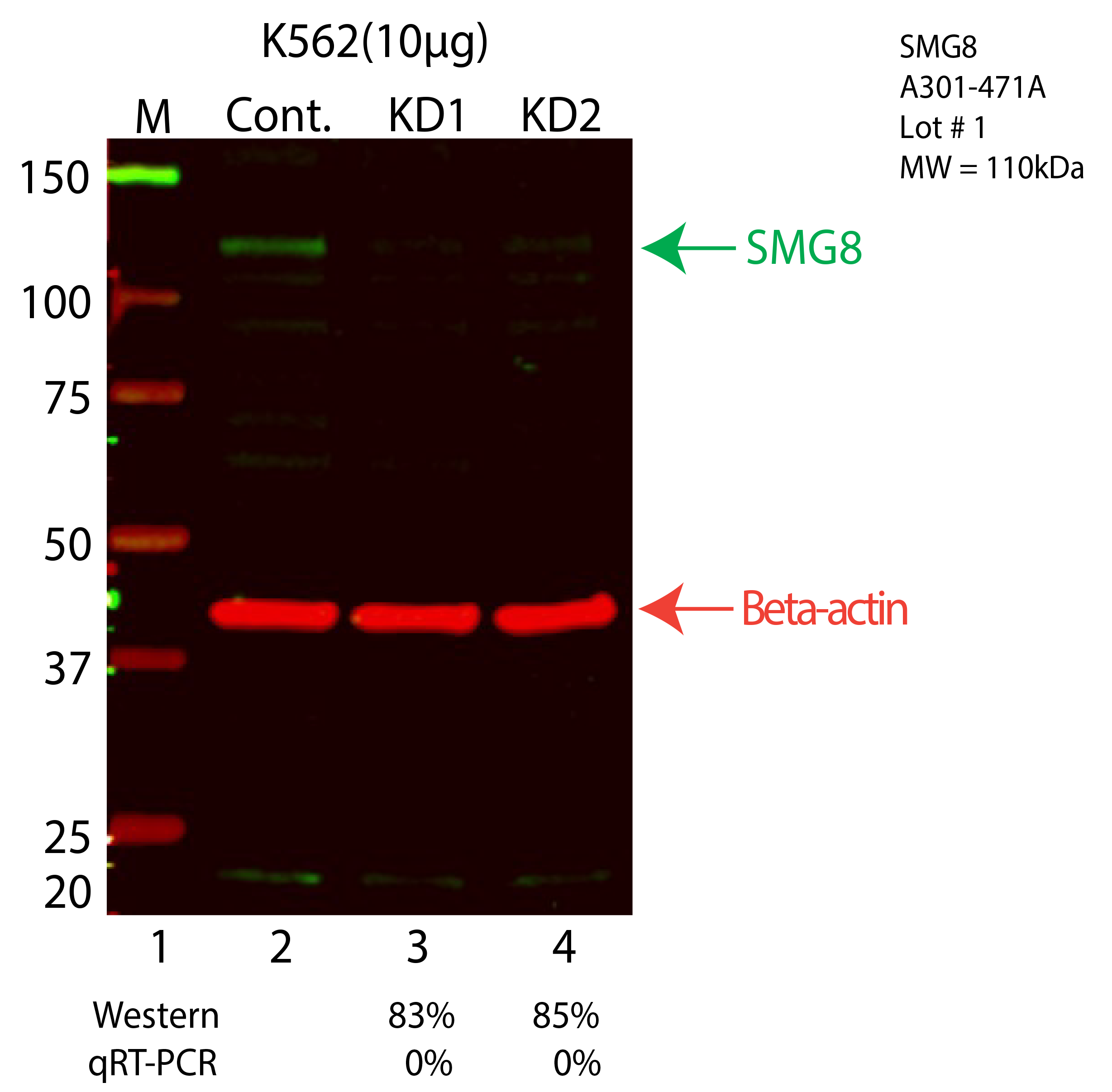 SMG8-K562-CRISPR-A301-471A.png<br>Caption: Western blot following CRISPR against SMG8 in K562 whole cell lysate using SMG8 specific antibody. Lane 1 is a ladder, lane 2 is K562 non-targeting control knockdown, lane 3 and 4 are two different CRISPR against SMG8. SMG8 protein appears as the green arrow, Beta-actin serves as a control and appears in red arrow.