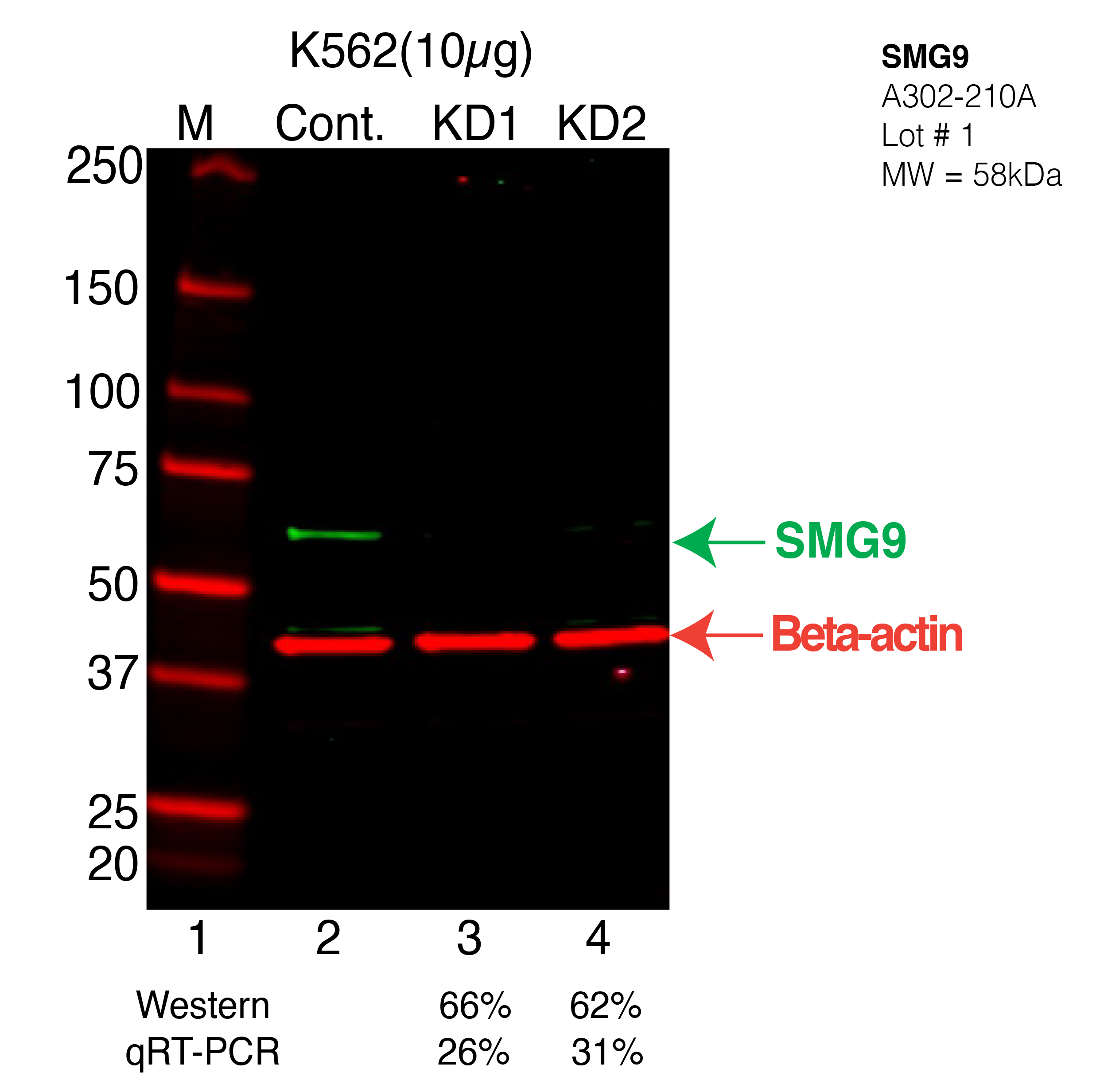 SMG9-K562-CRISPR-A302-210A.png<br>Caption: Western blot following CRISPR against SMG9 in K562 whole cell lysate using SMG9 specific antibody. Lane 1 is a ladder, lane 2 is K562 non-targeting control knockdown, lane 3 and 4 are two different CRISPR against SMG9. SMG9 protein appears as the green arrow, Beta-actin serves as a control and appears in red arrow.